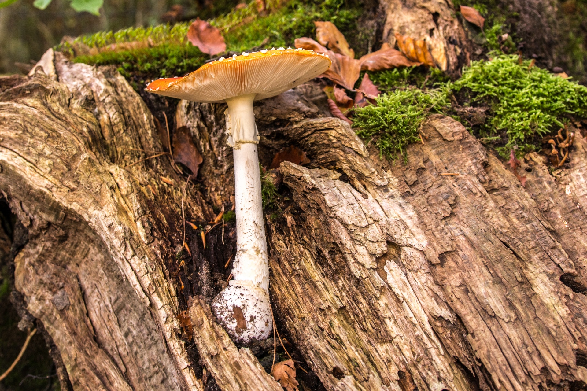 mushroom flora nature free photo