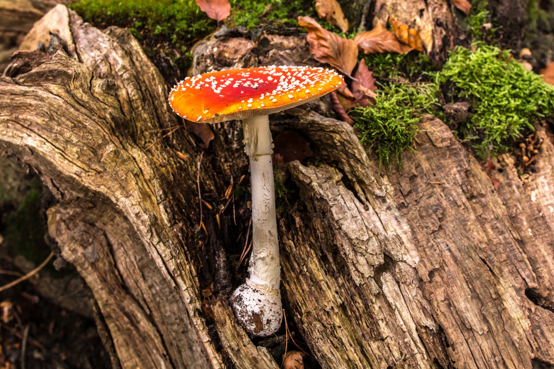 mushroom flora nature free photo