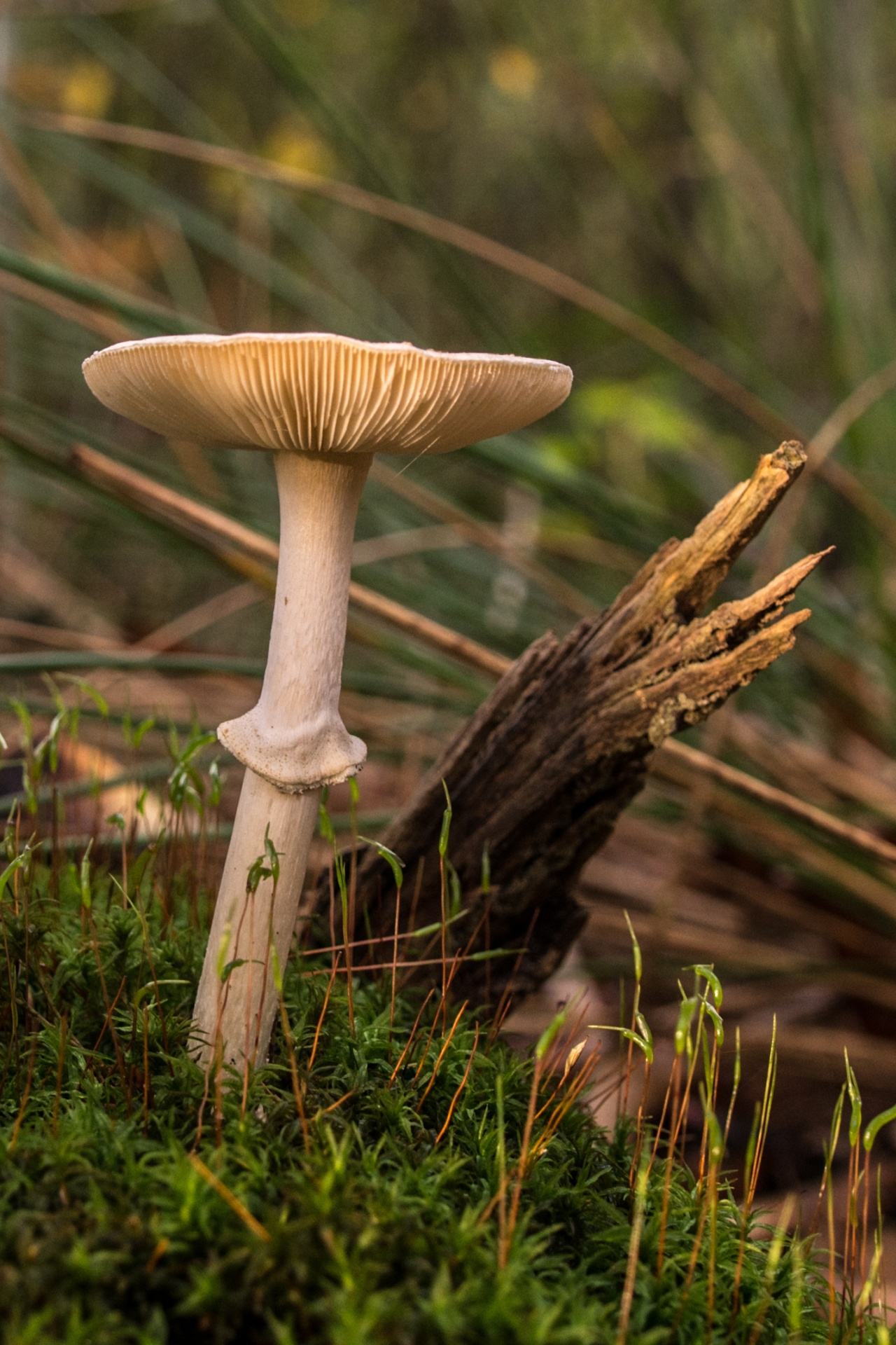 mushroom flora nature free photo