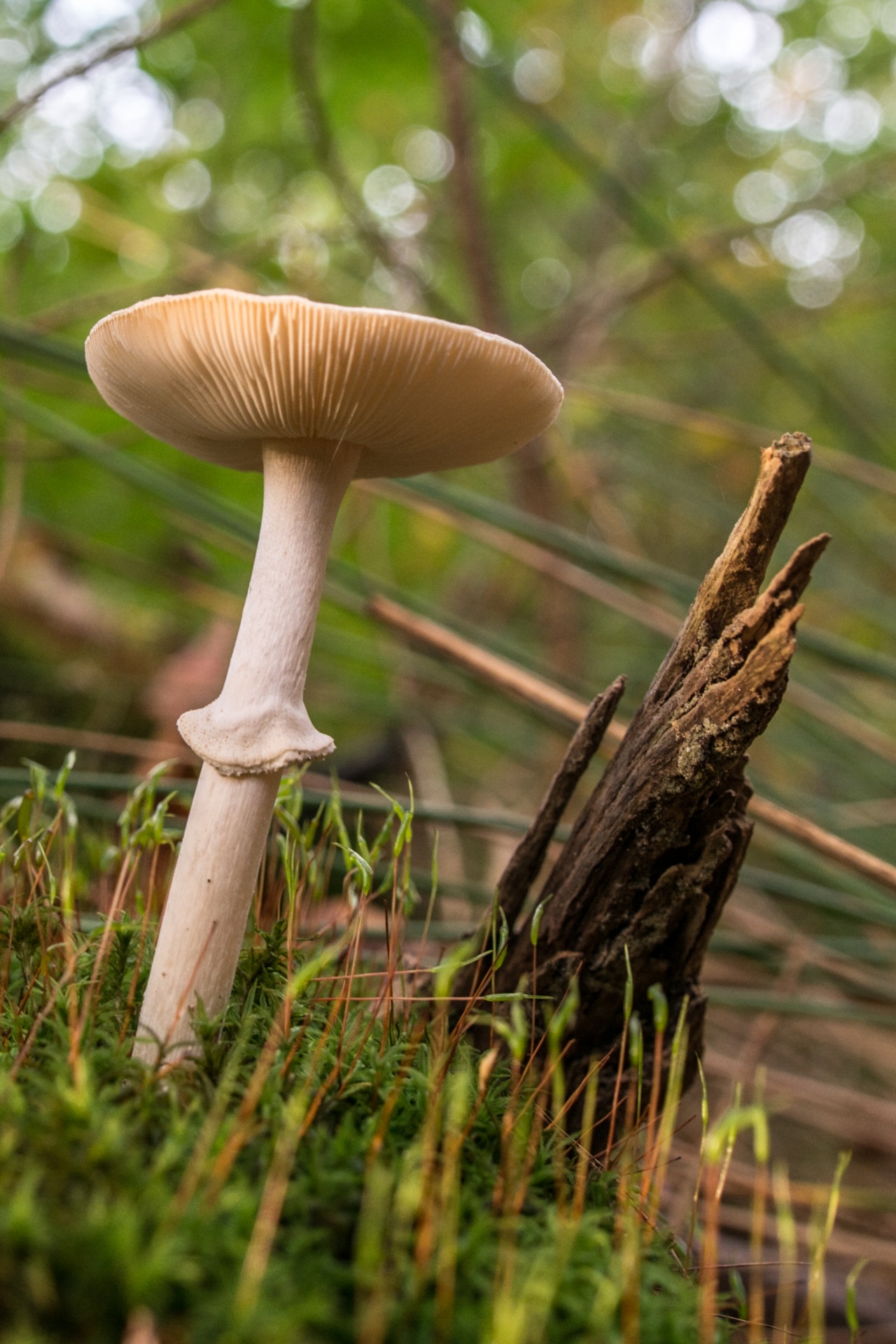 mushroom flora nature free photo