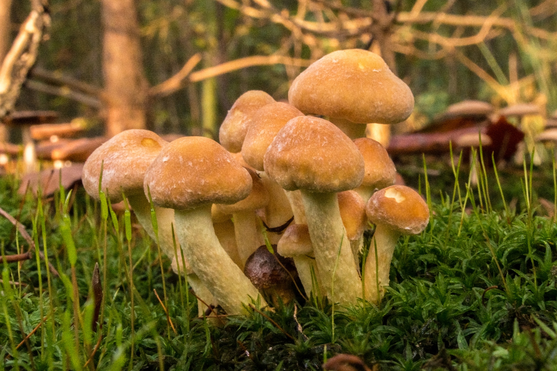 mushroom flora nature free photo