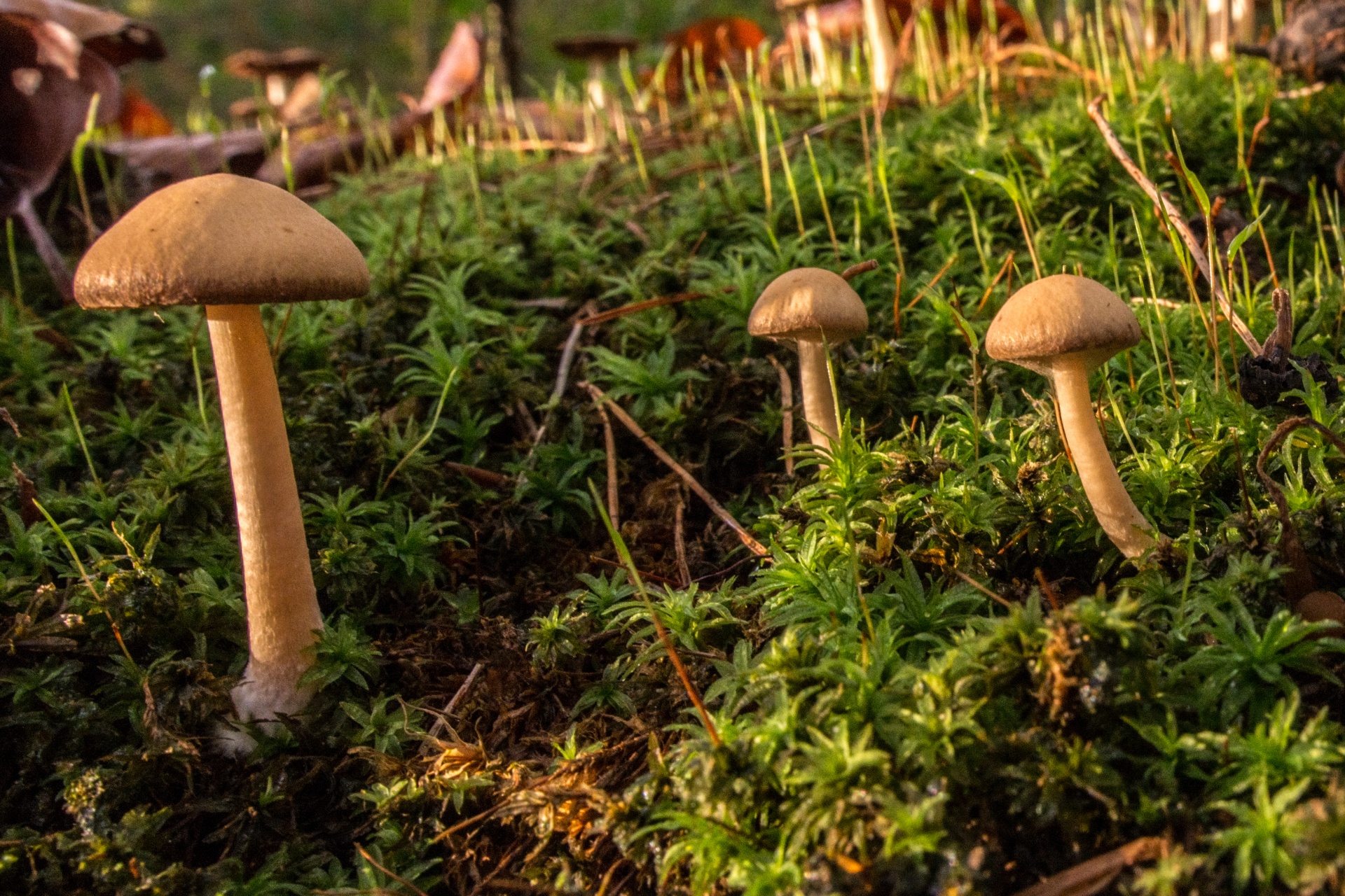 mushroom flora nature free photo