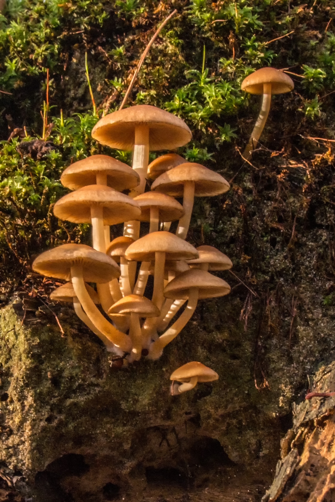 mushroom flora nature free photo