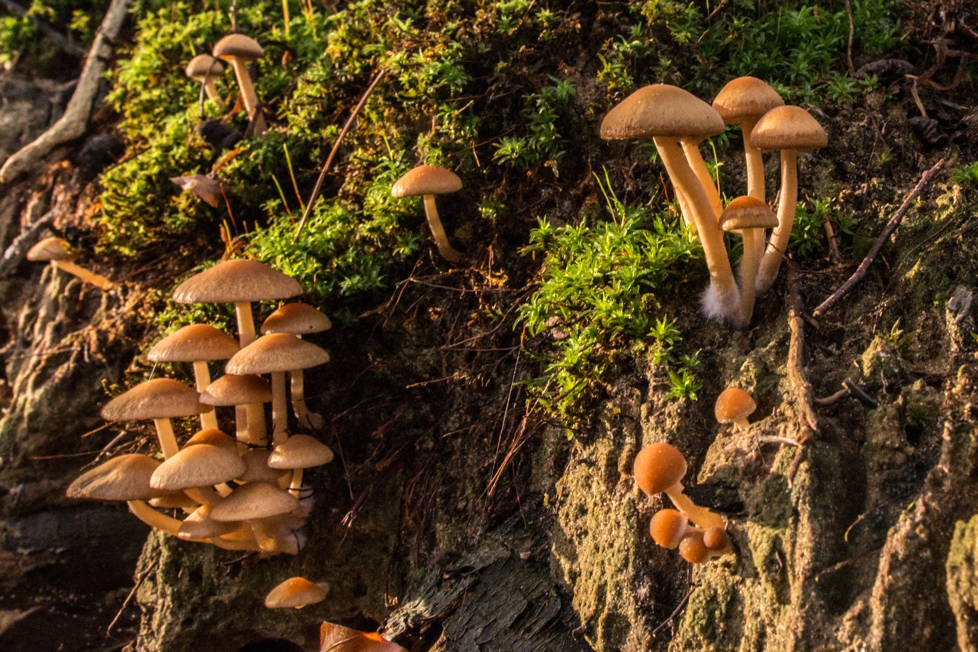 mushroom flora nature free photo