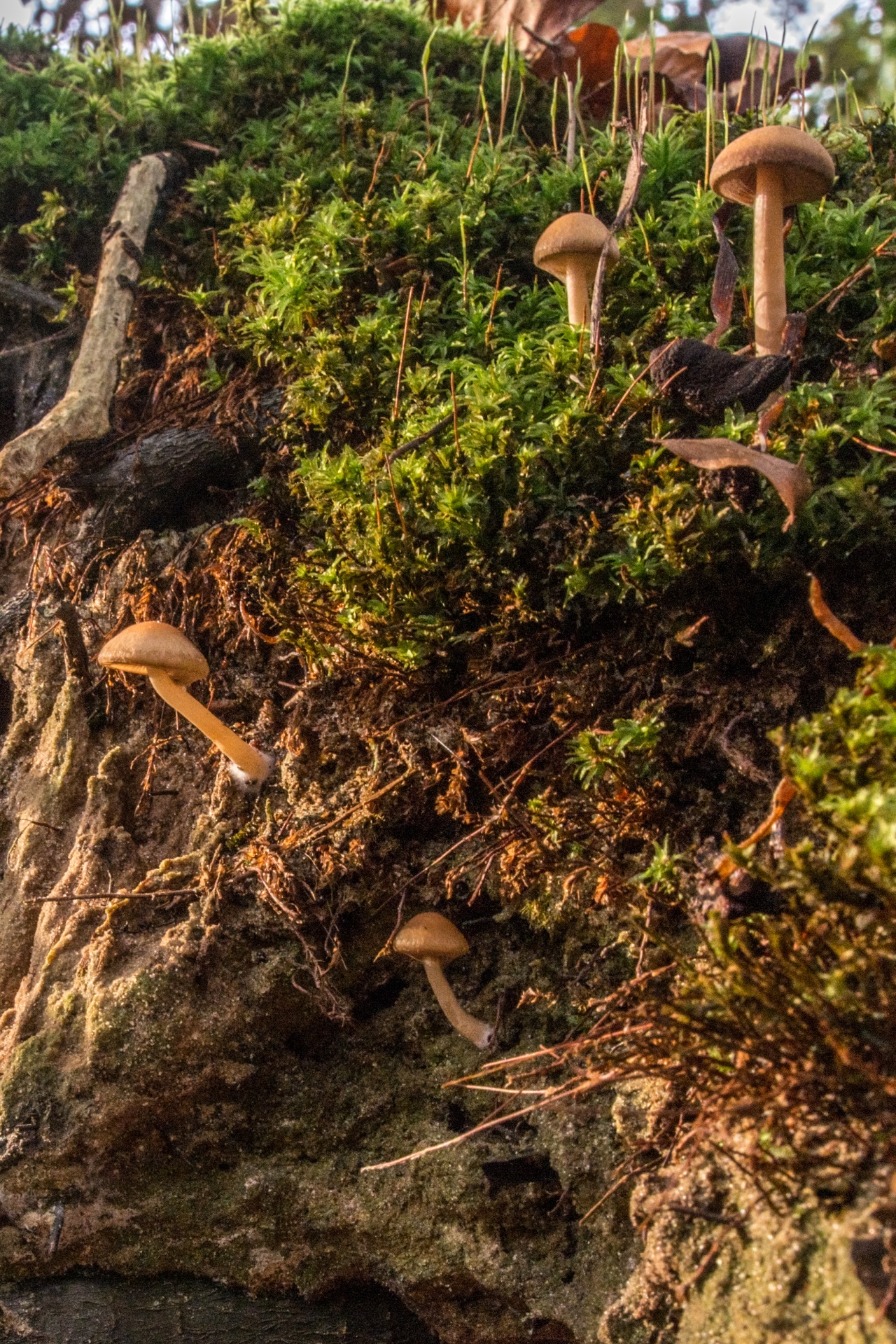 mushroom flora nature free photo