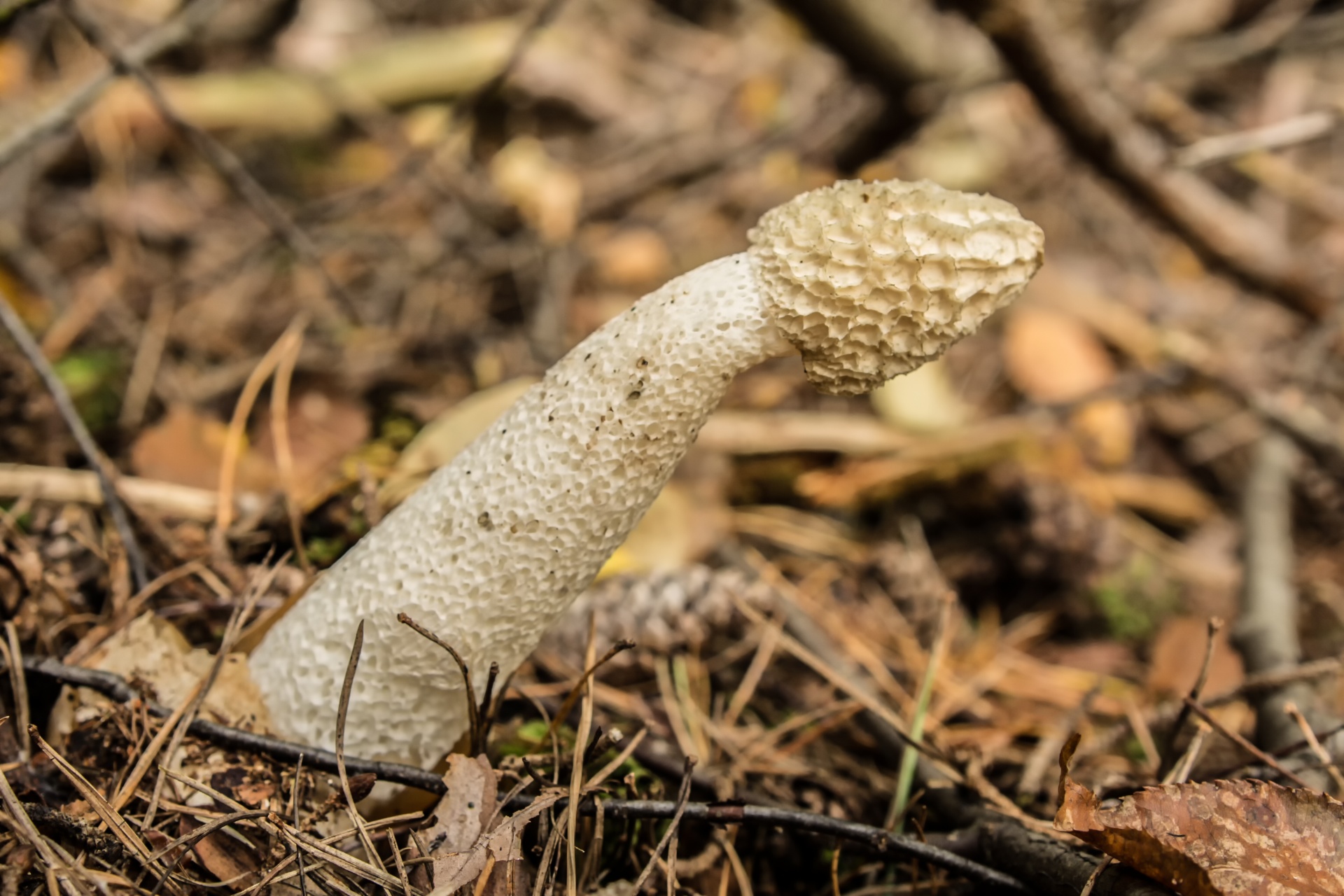 mushroom flora nature free photo