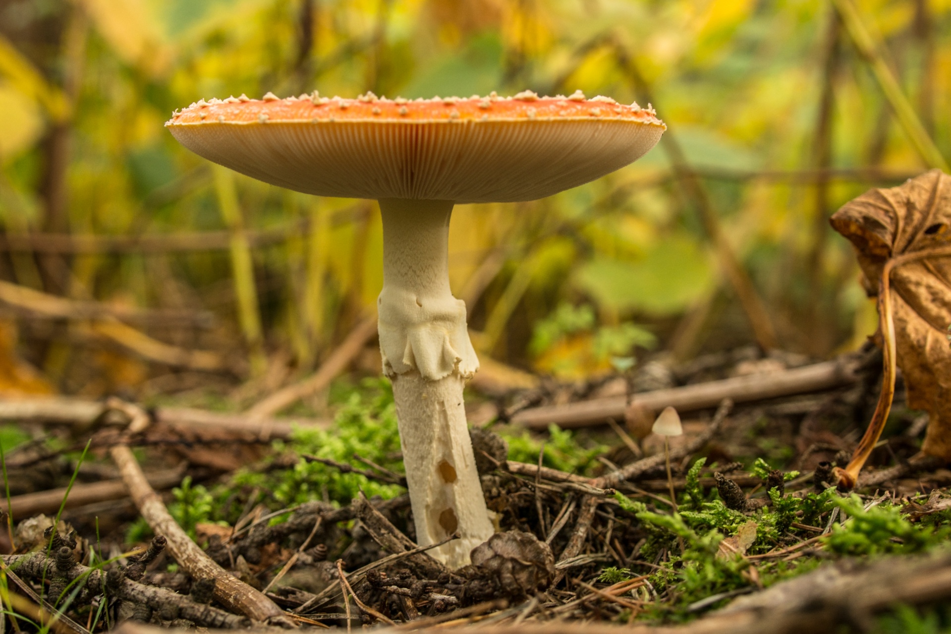 mushroom flora nature free photo