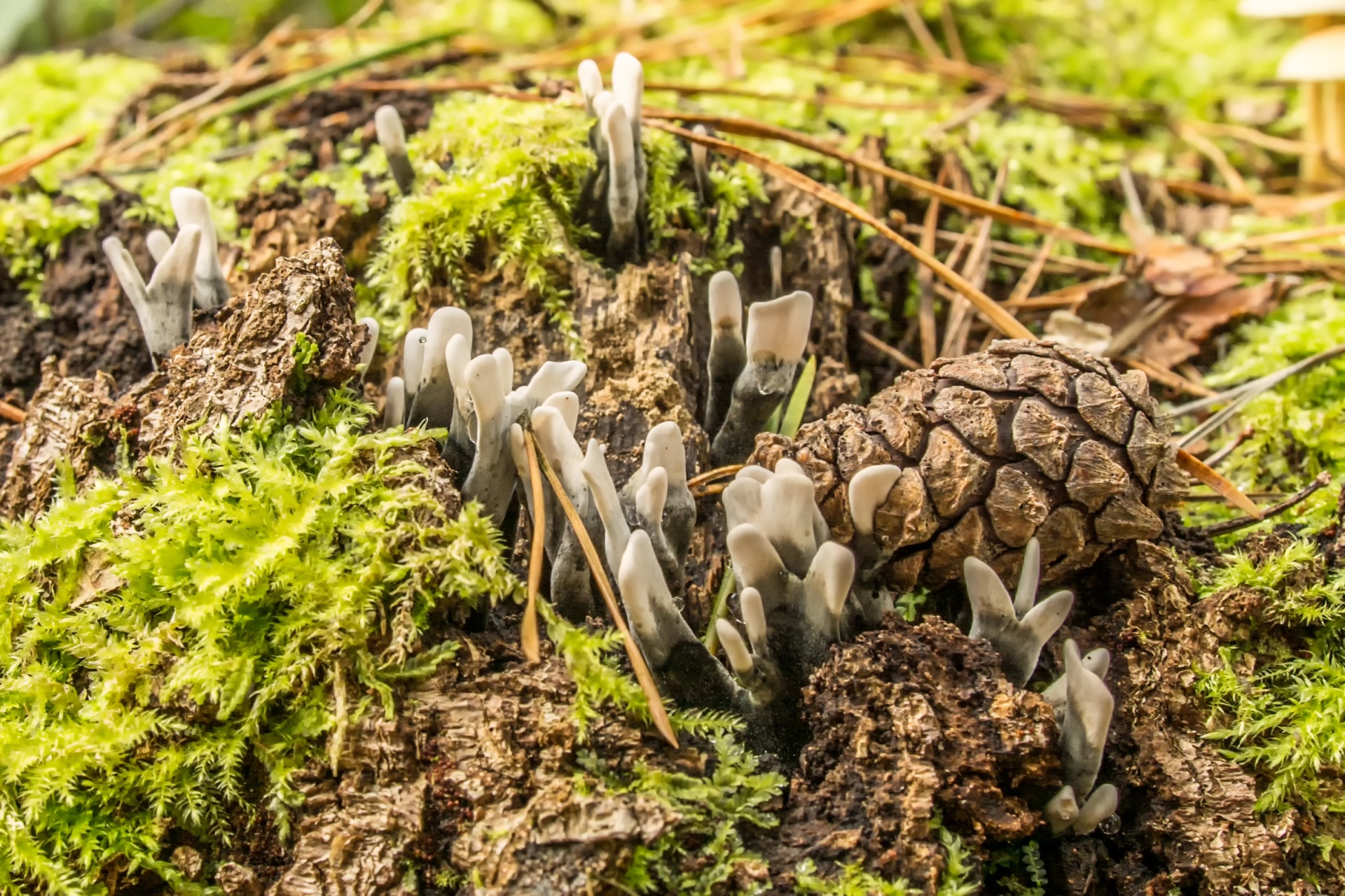 mushroom flora nature free photo