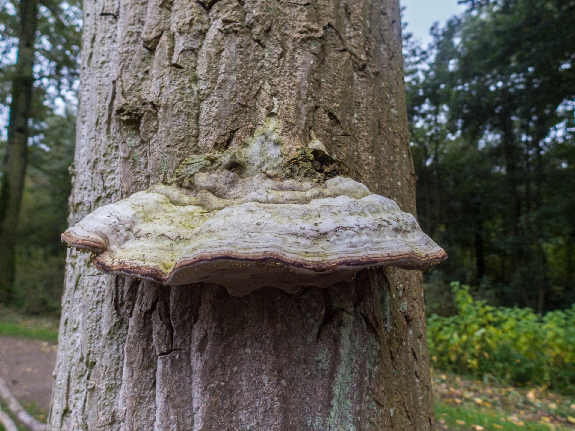 mushroom flora nature free photo