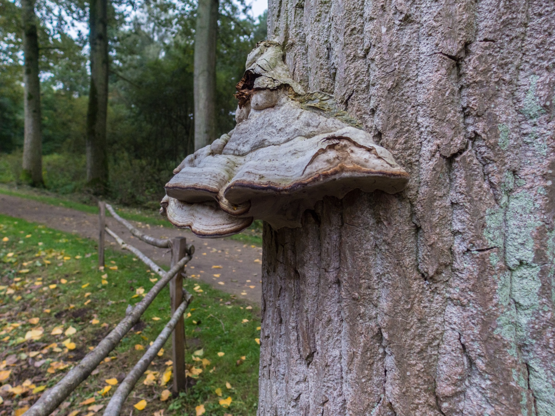 mushroom flora nature free photo