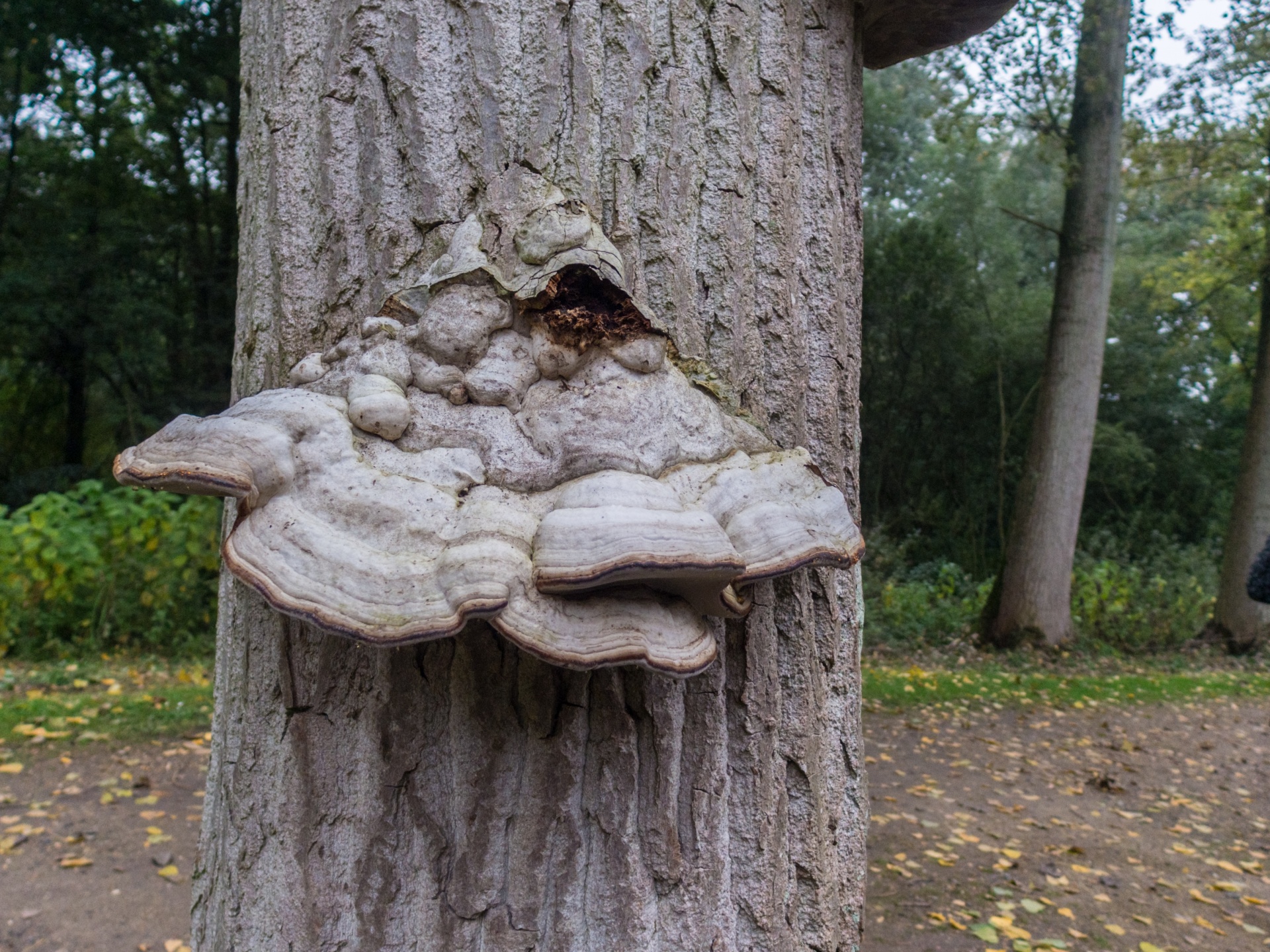 mushroom flora nature free photo