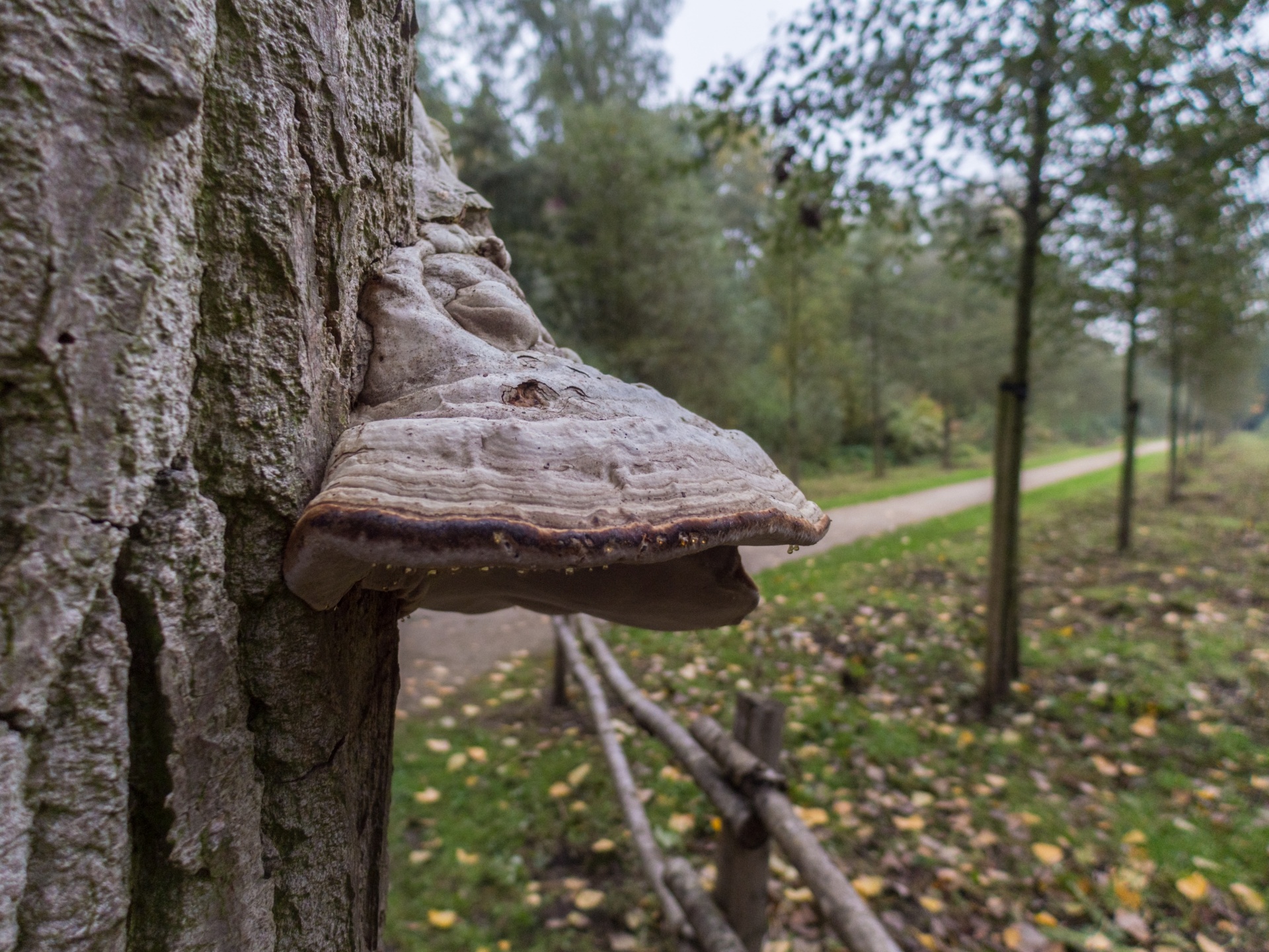 mushroom flora nature free photo