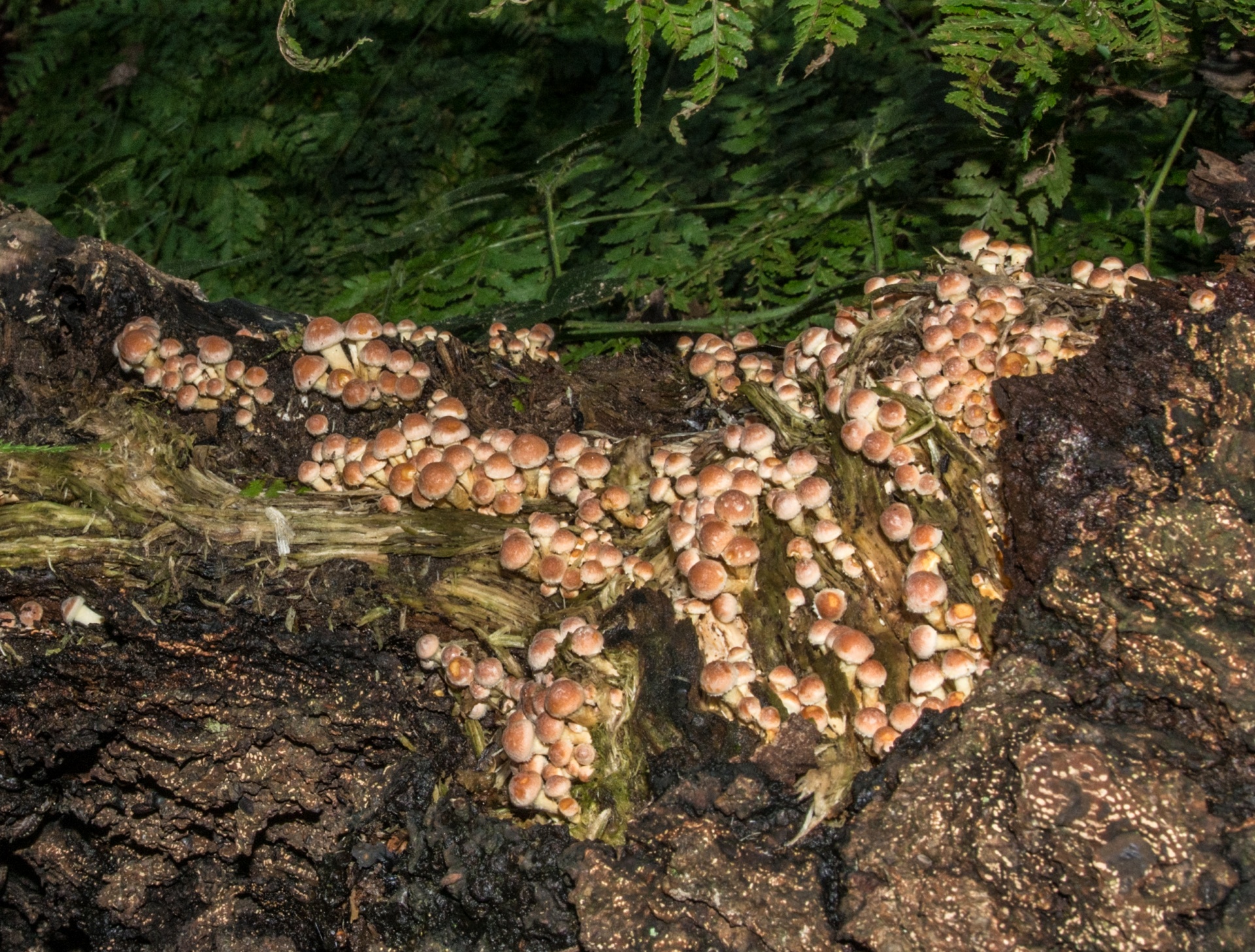 mushroom flora nature free photo