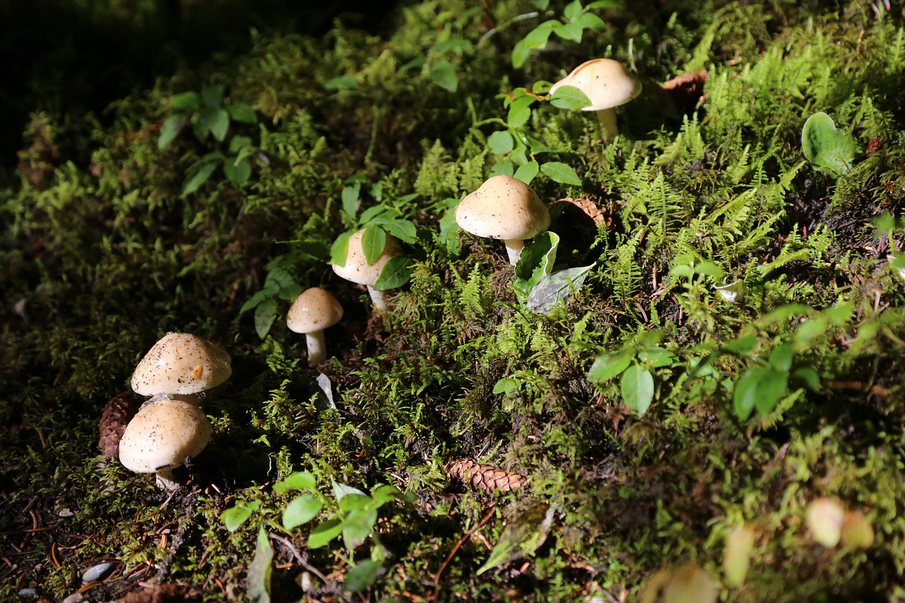 paddestoel mushroom wood free photo