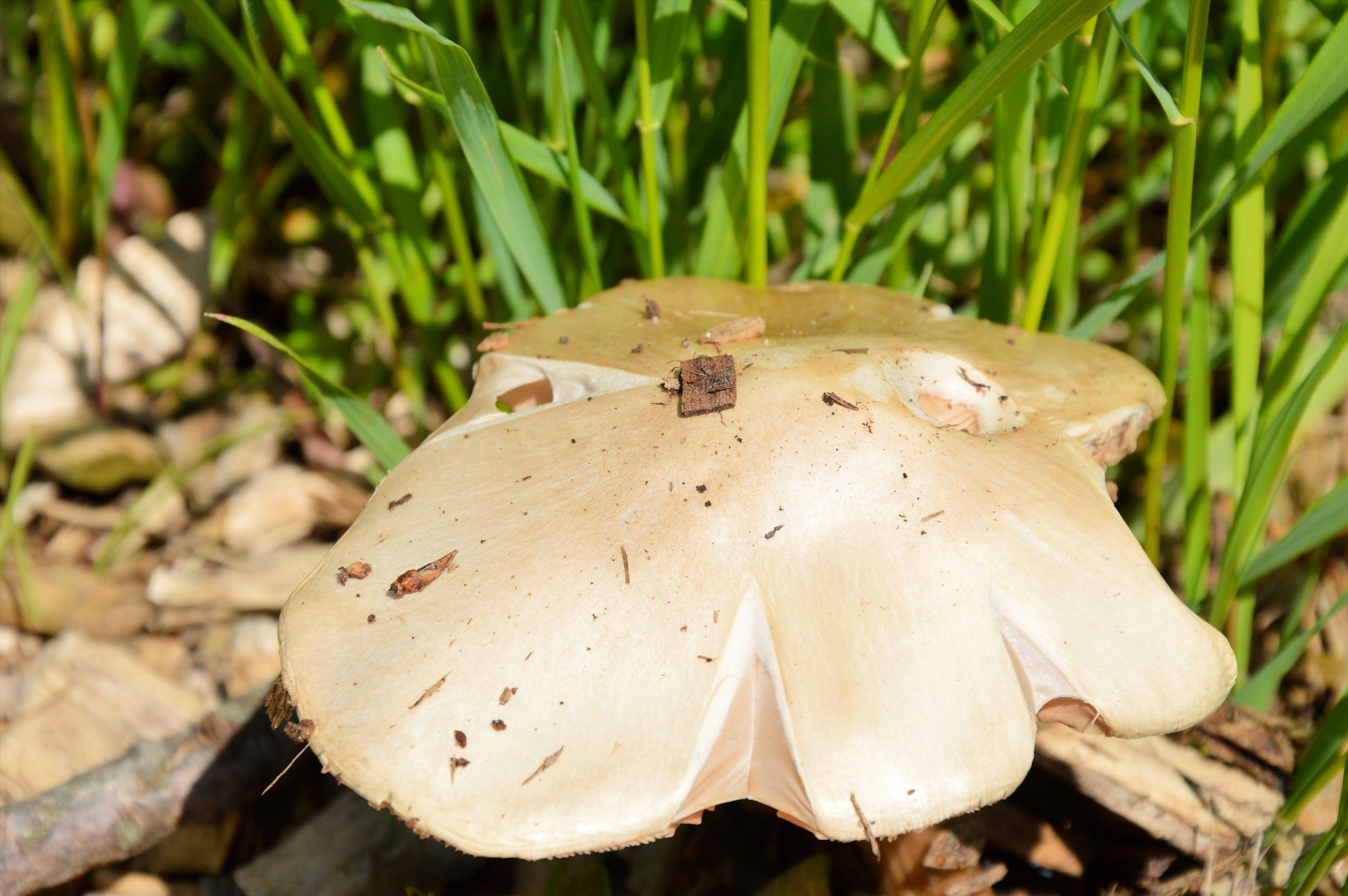 mushroom nature plant free photo