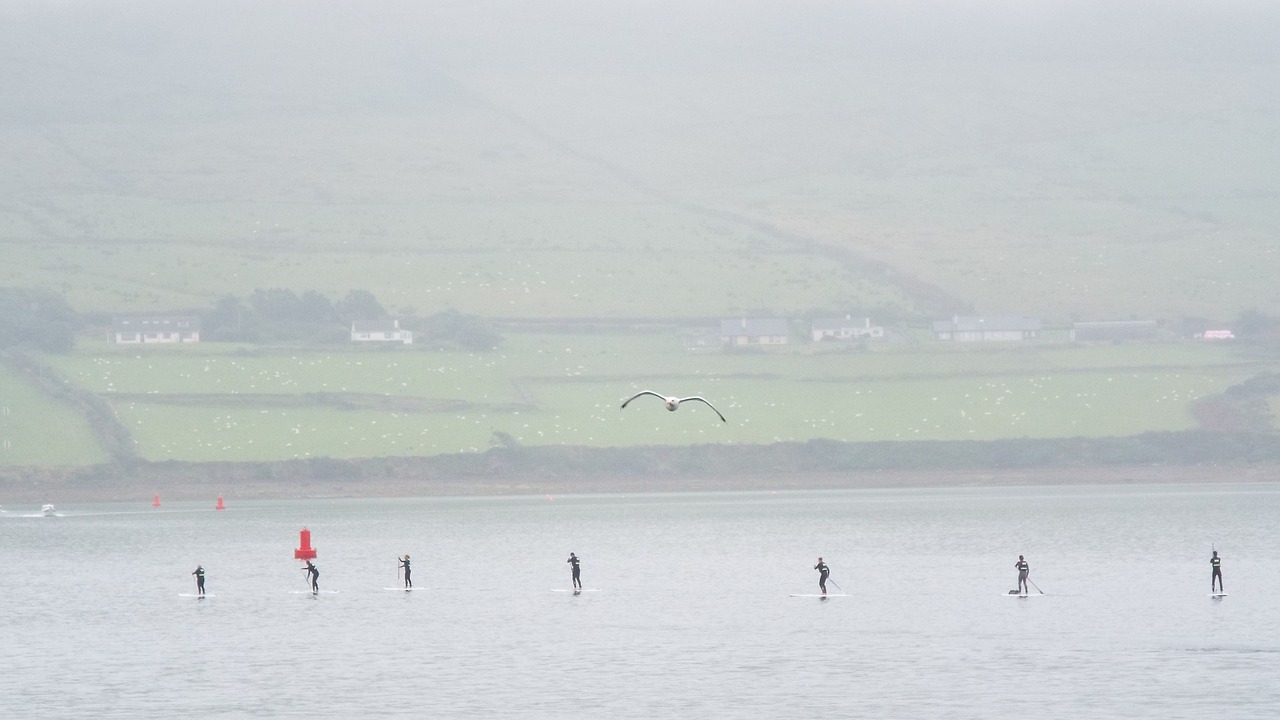 paddleboarding paddle board seagull free photo