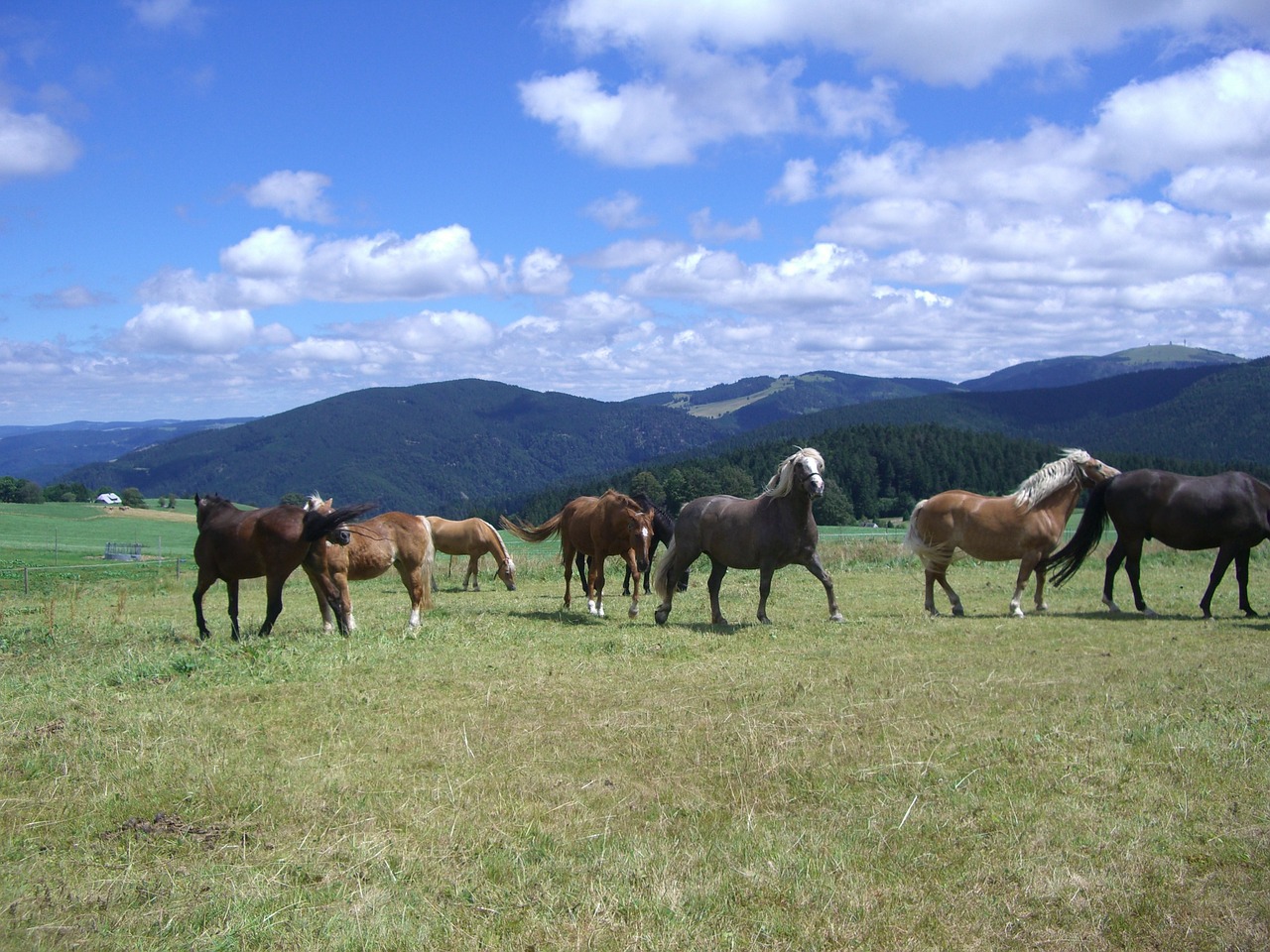 paddock horse flock free photo