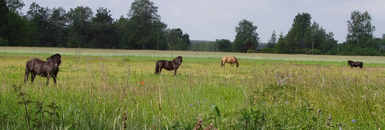 paddock horses coupling free photo