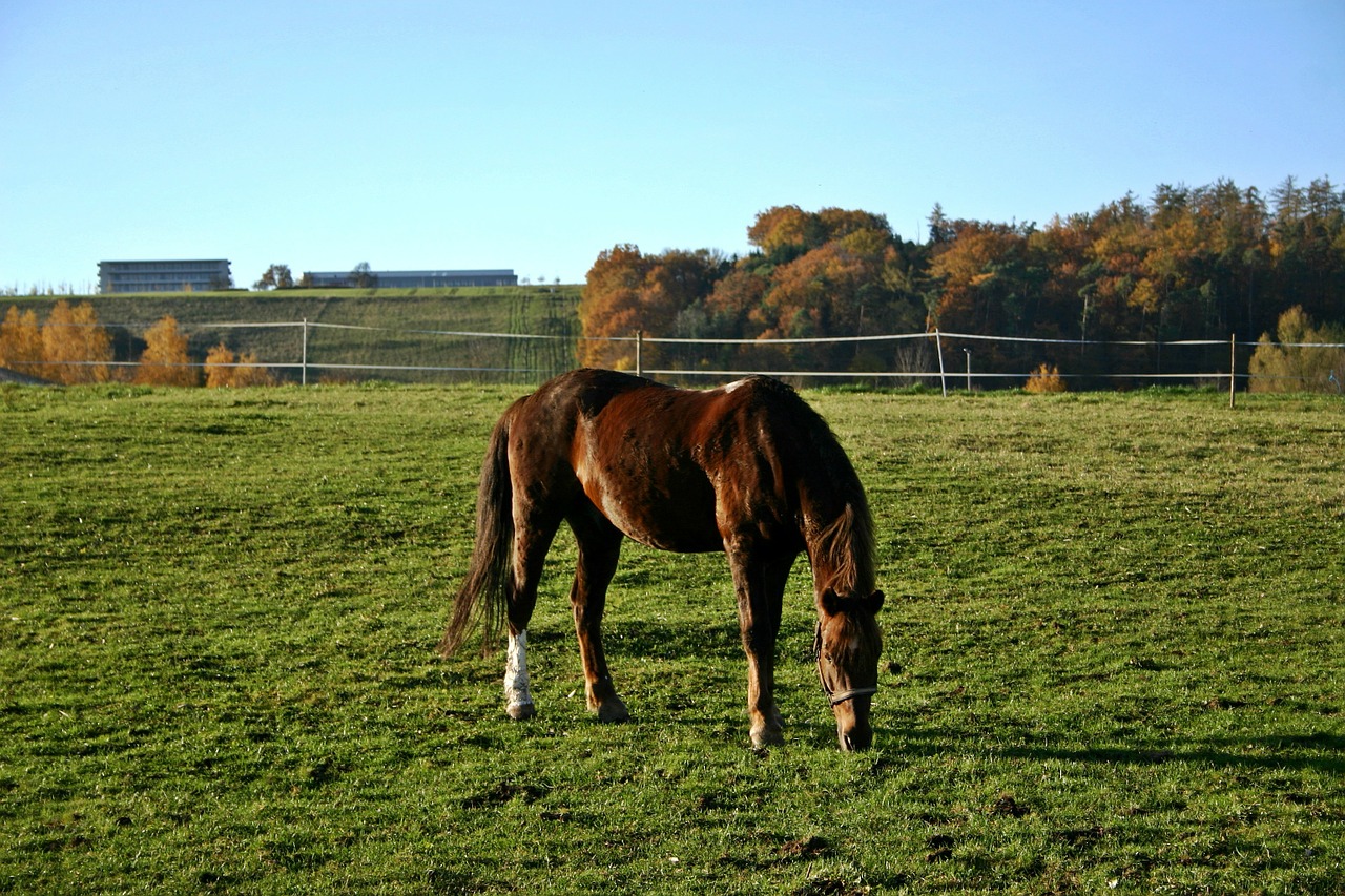 paddock horse animal free photo