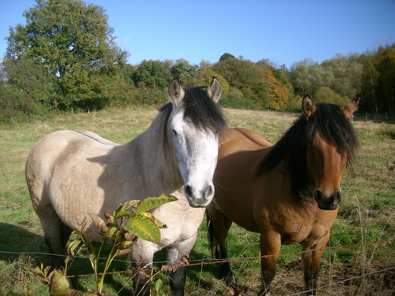 paddock horses nature free photo