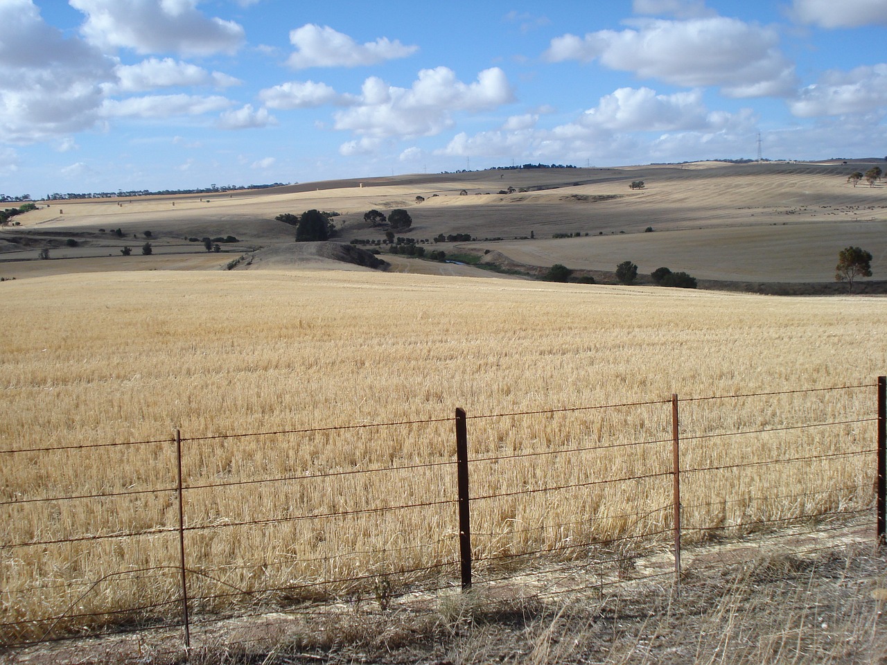 paddock crop wheat free photo