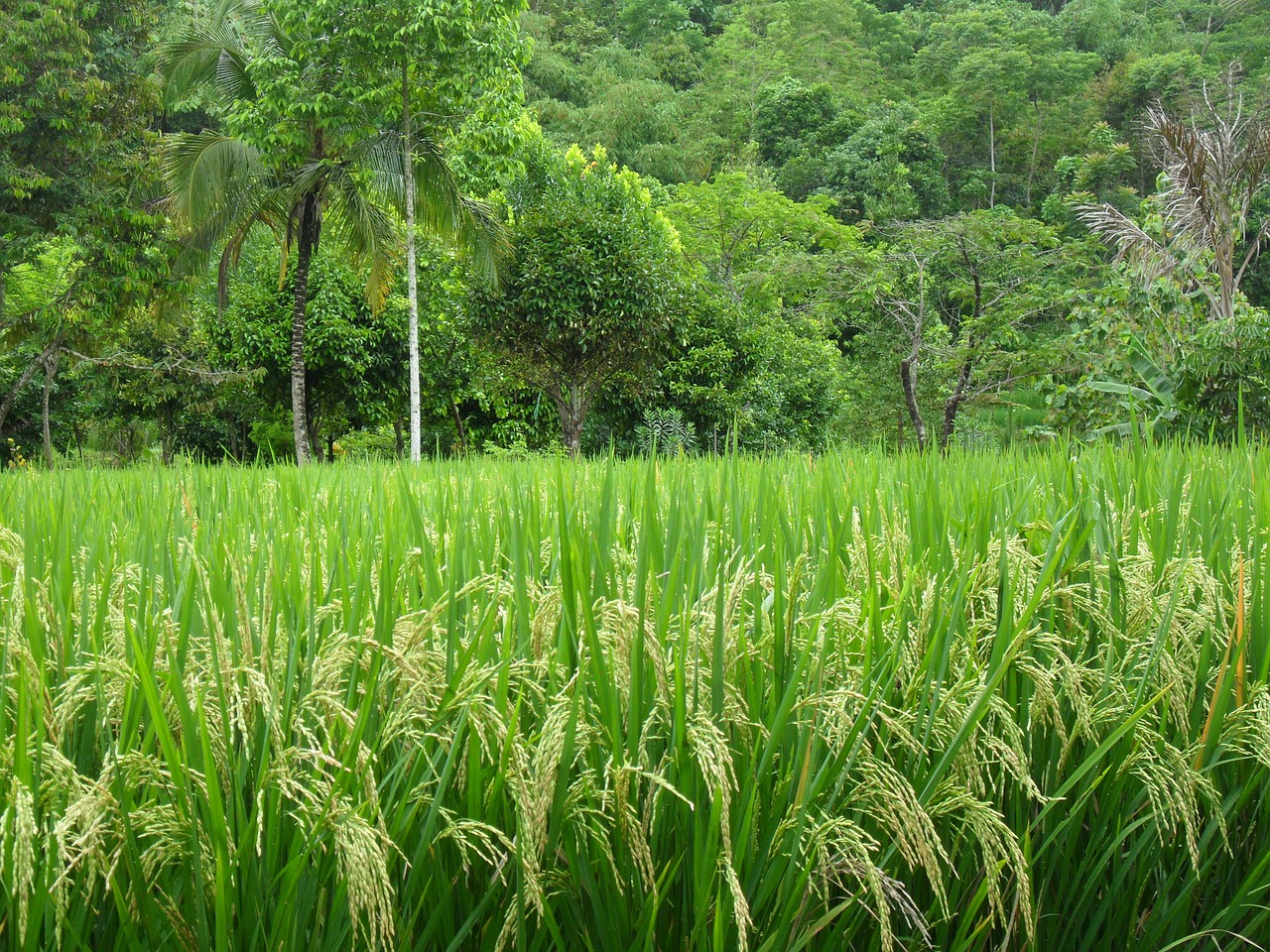 paddy palm asia free photo