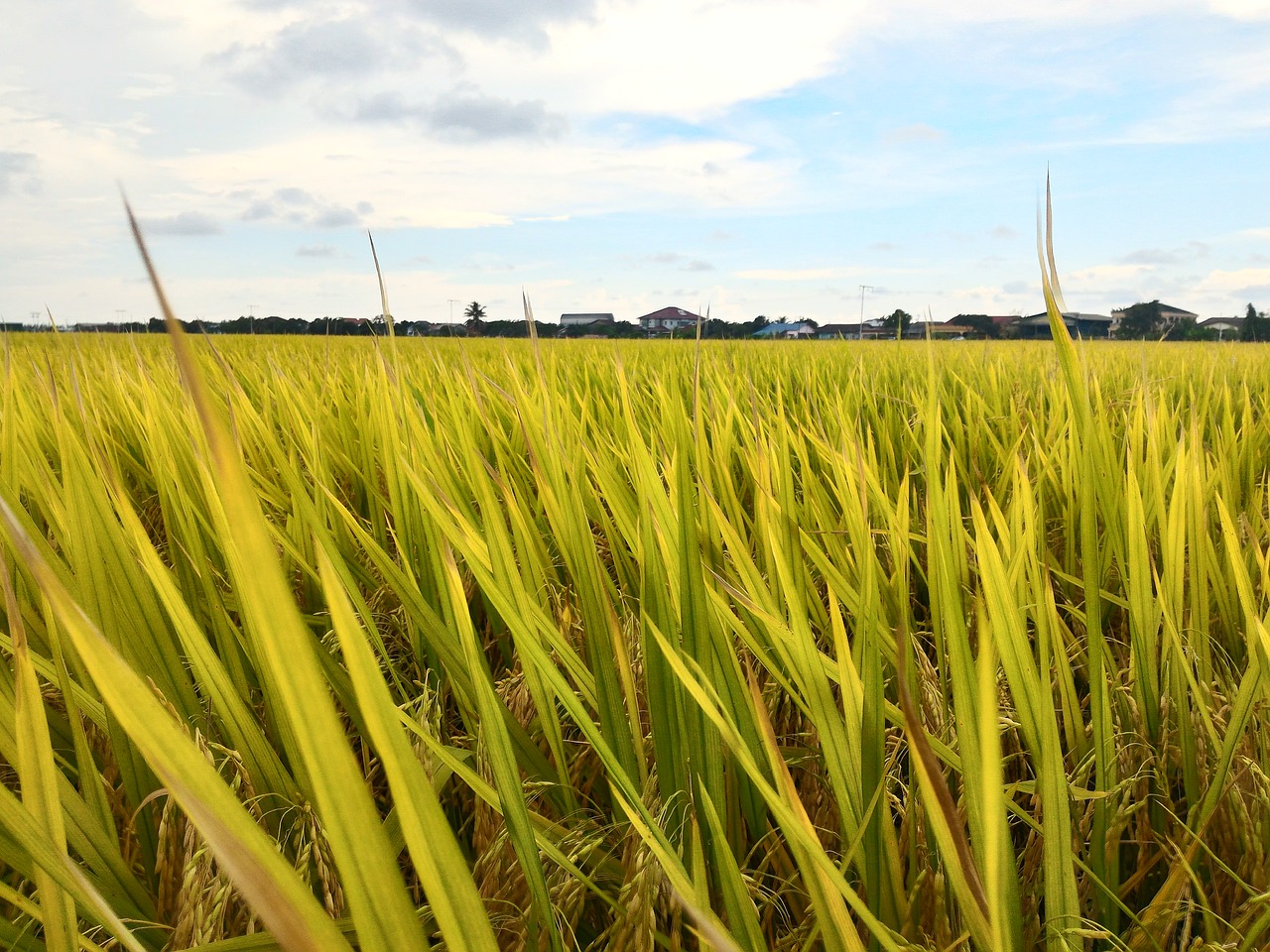 paddy field rice free photo