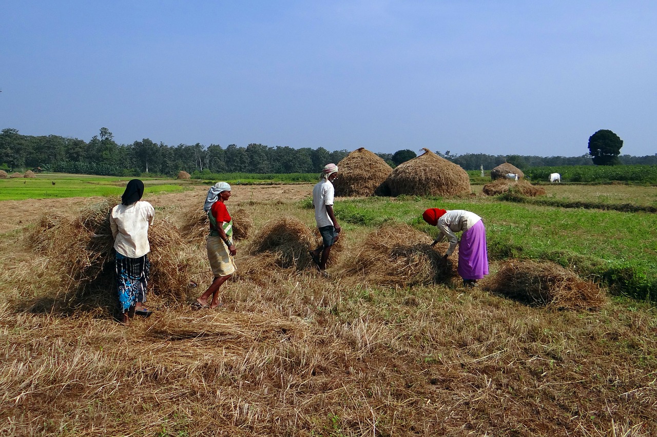 paddy harvest rice free photo