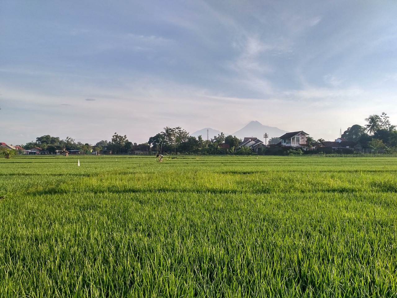 paddy ricefield field free photo