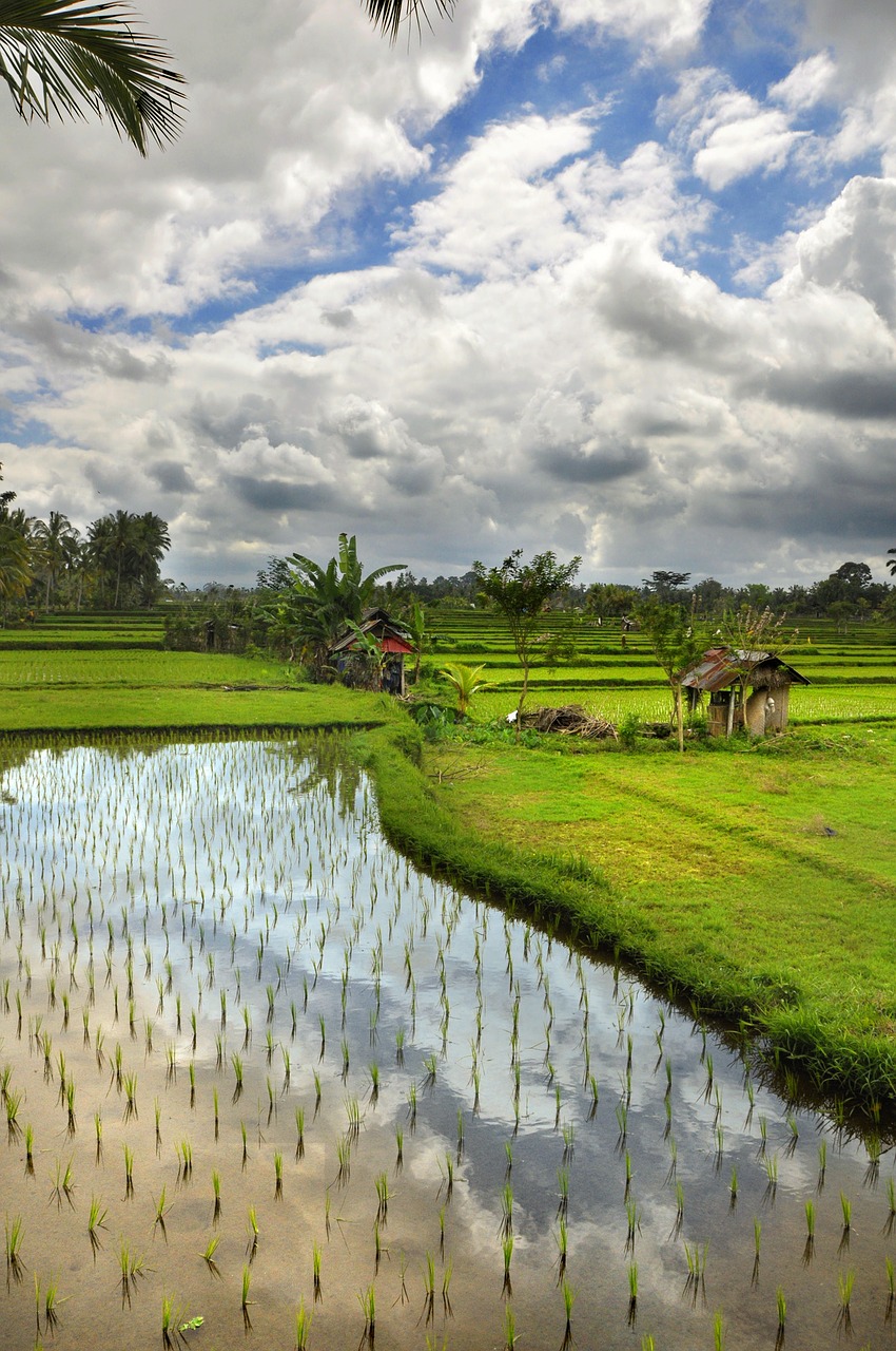 paddy clouds water free photo