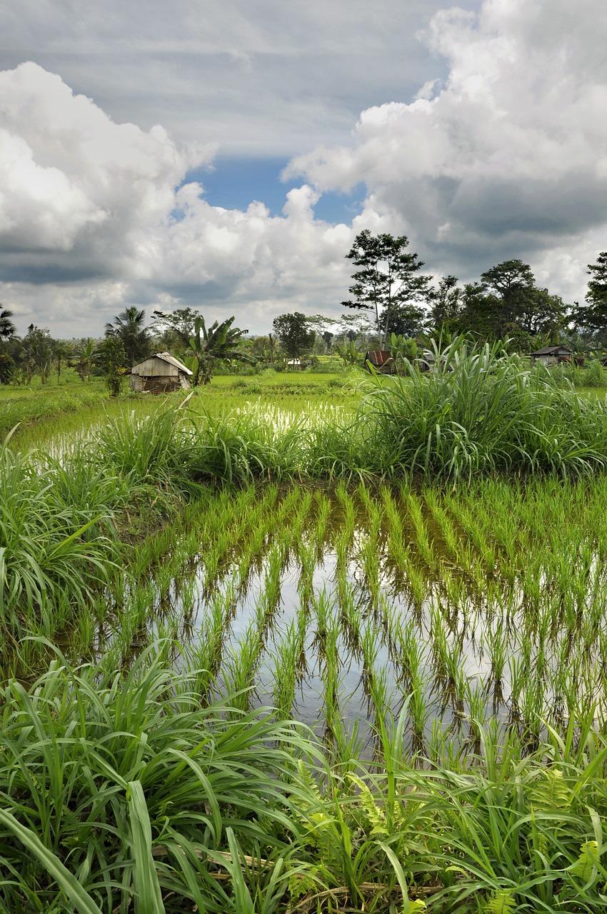 paddy mood nature free photo