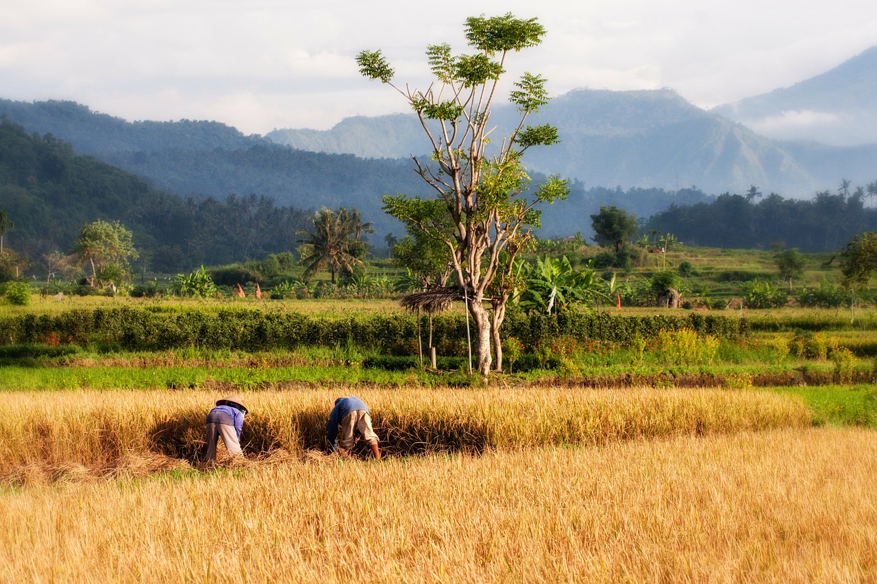 paddy bali rice cultivation free photo