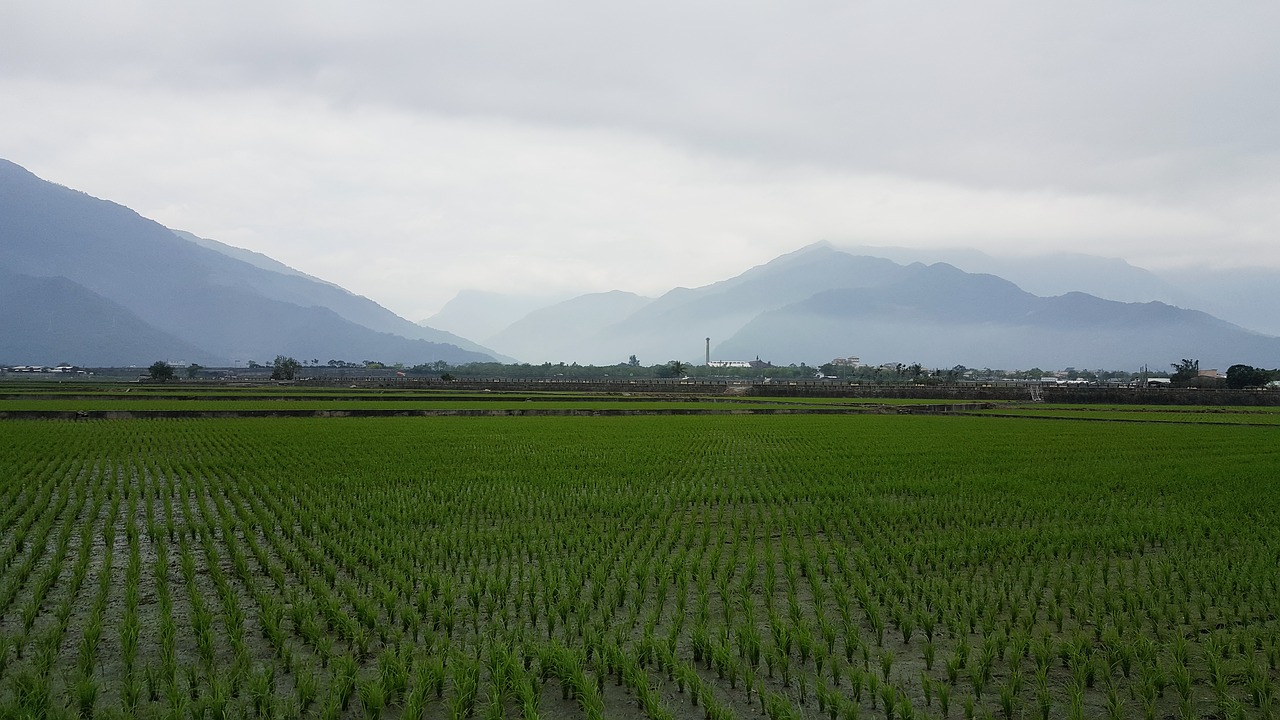 paddy mountains natural free photo