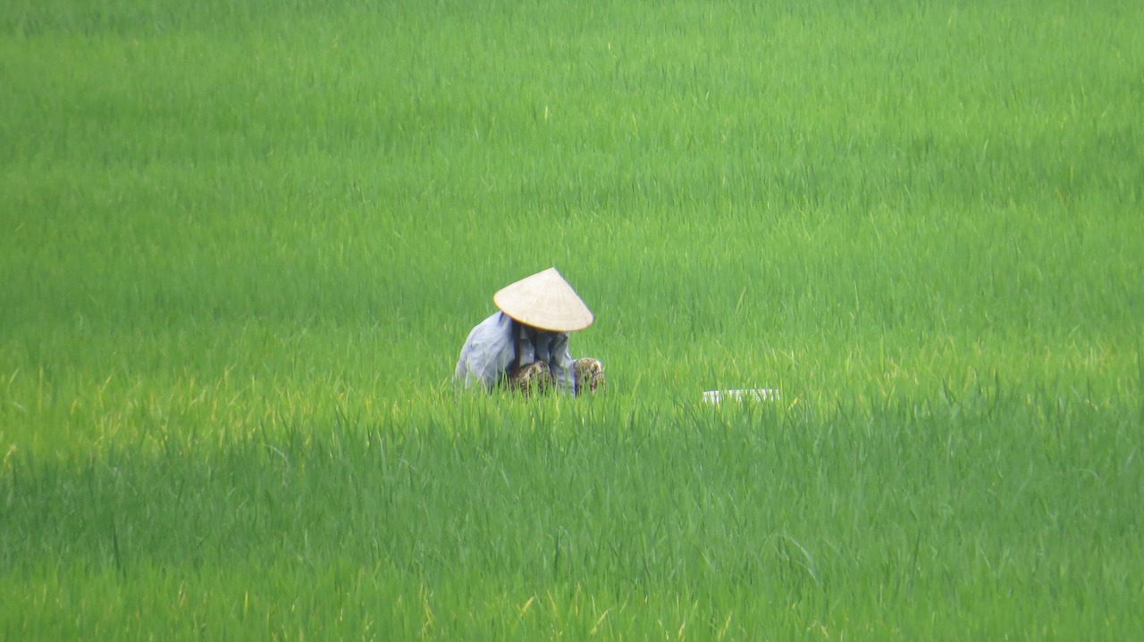 paddy vietnam farmer's wife free photo