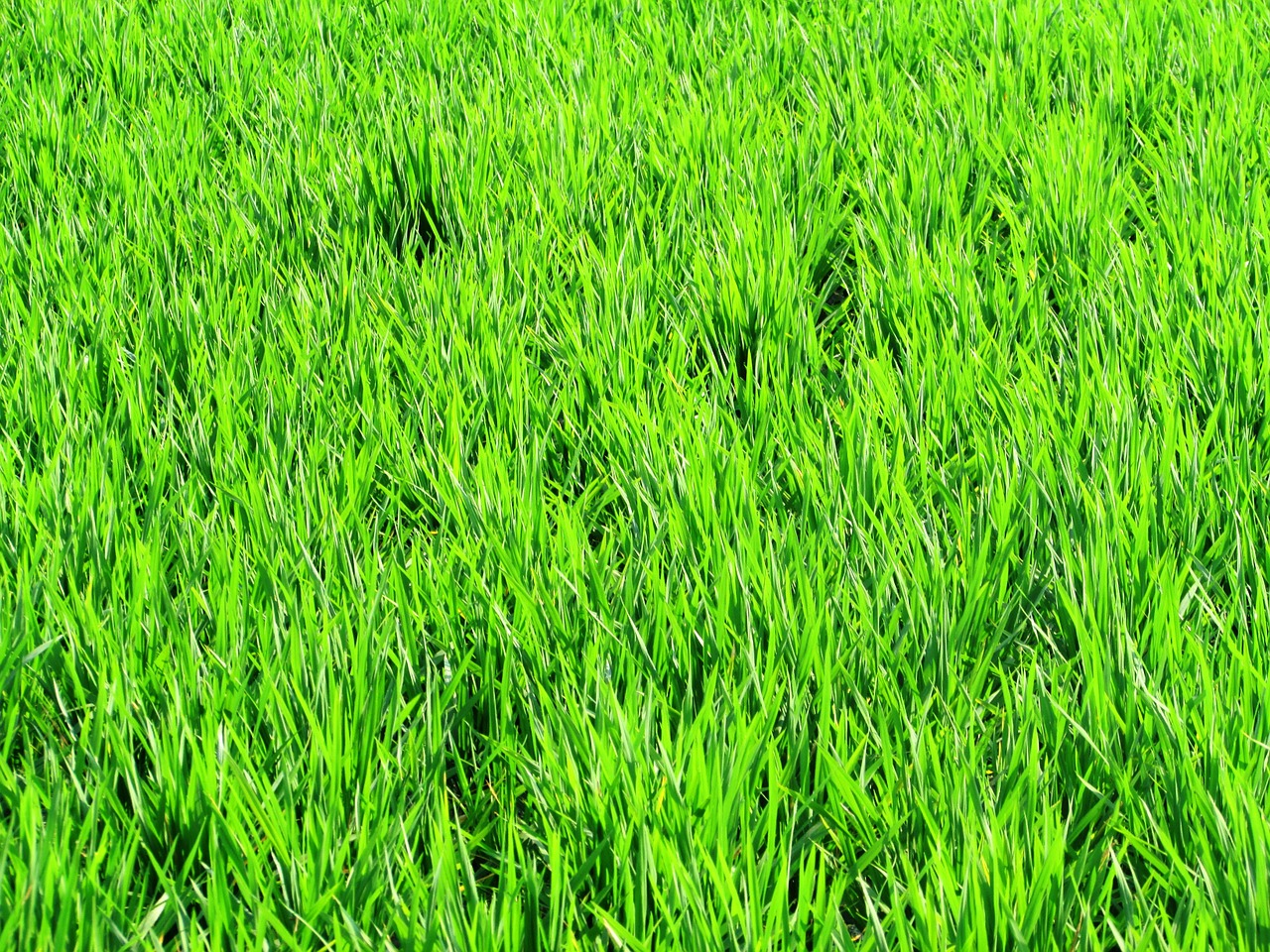 paddy fields greenery free photo