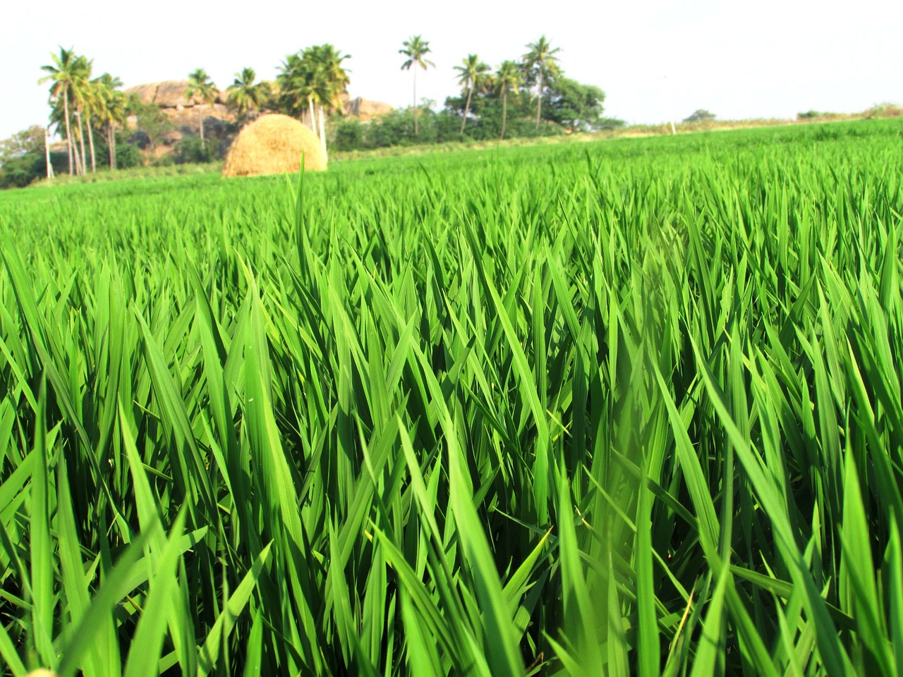 paddy fields rice free photo