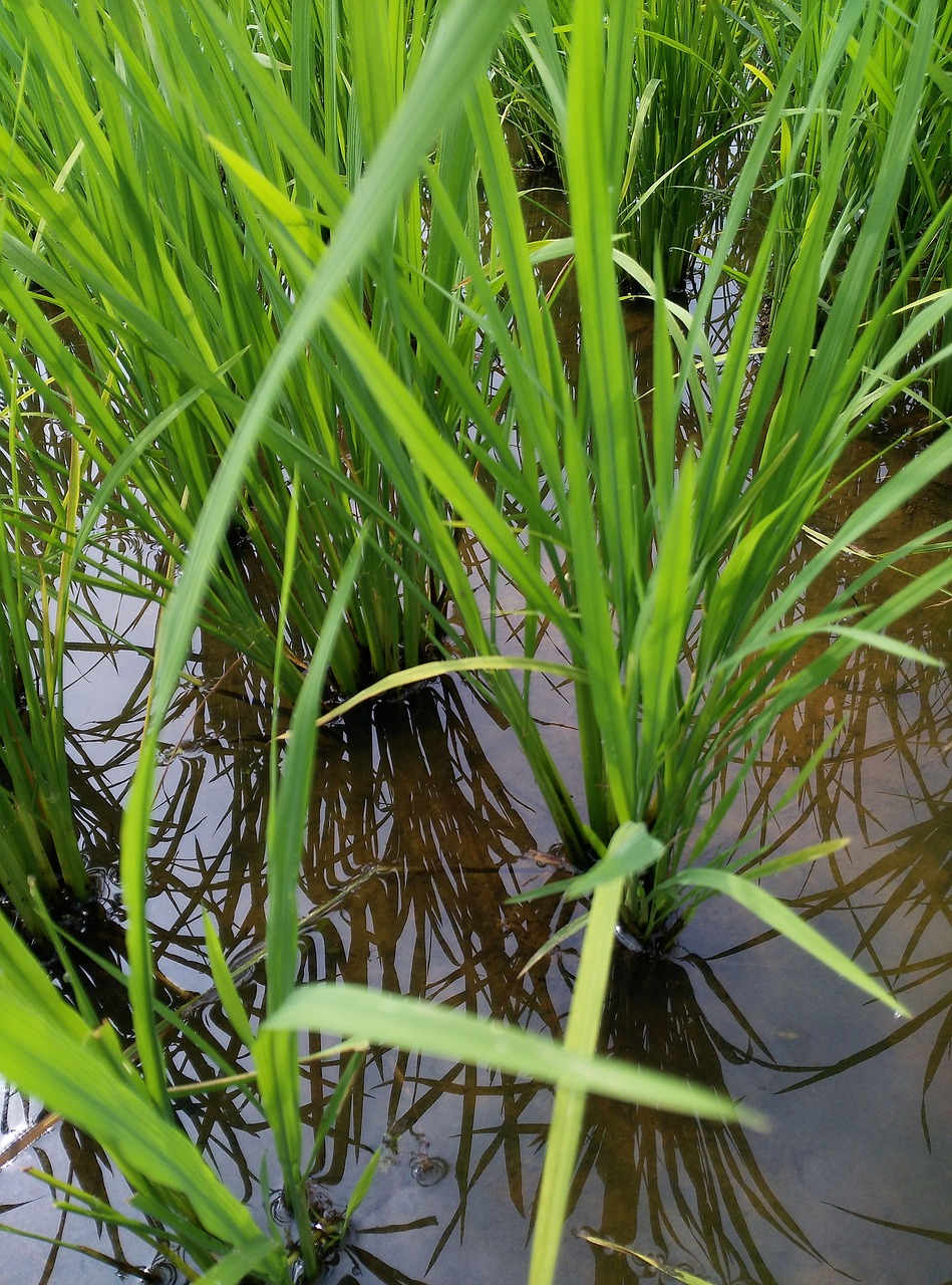 paddy field farm land free photo