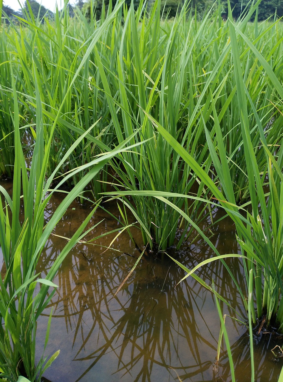 paddy field farm land free photo