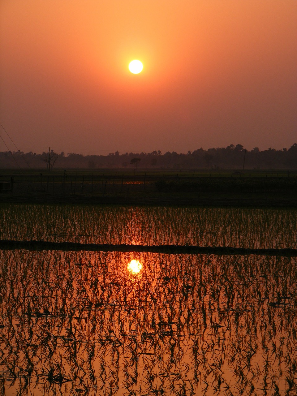 paddy rice paddy sunset free photo