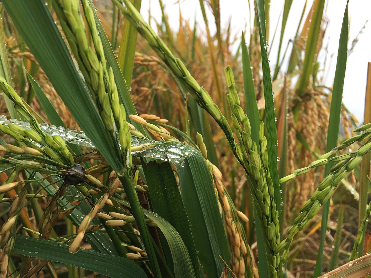 paddy rice plant free photo