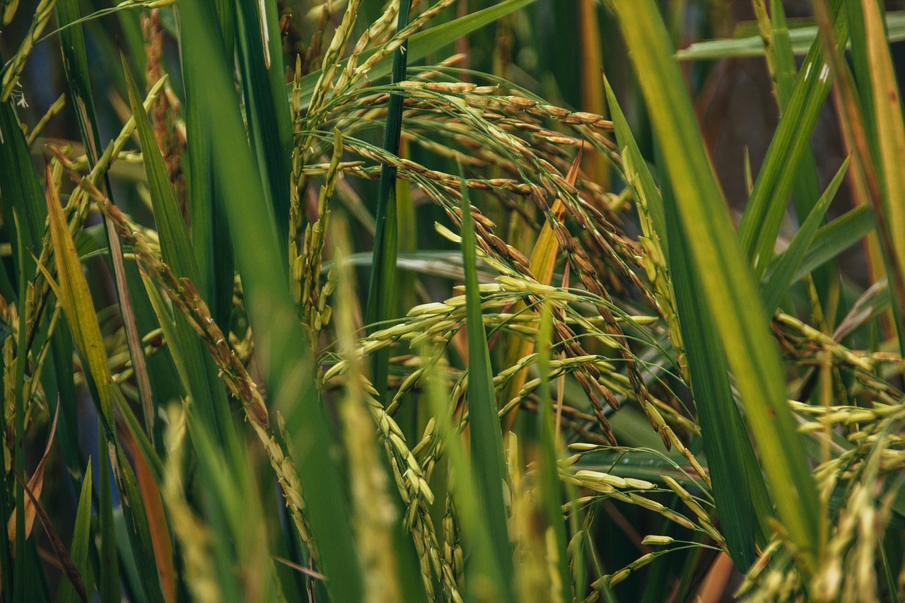 paddy  rice  food free photo