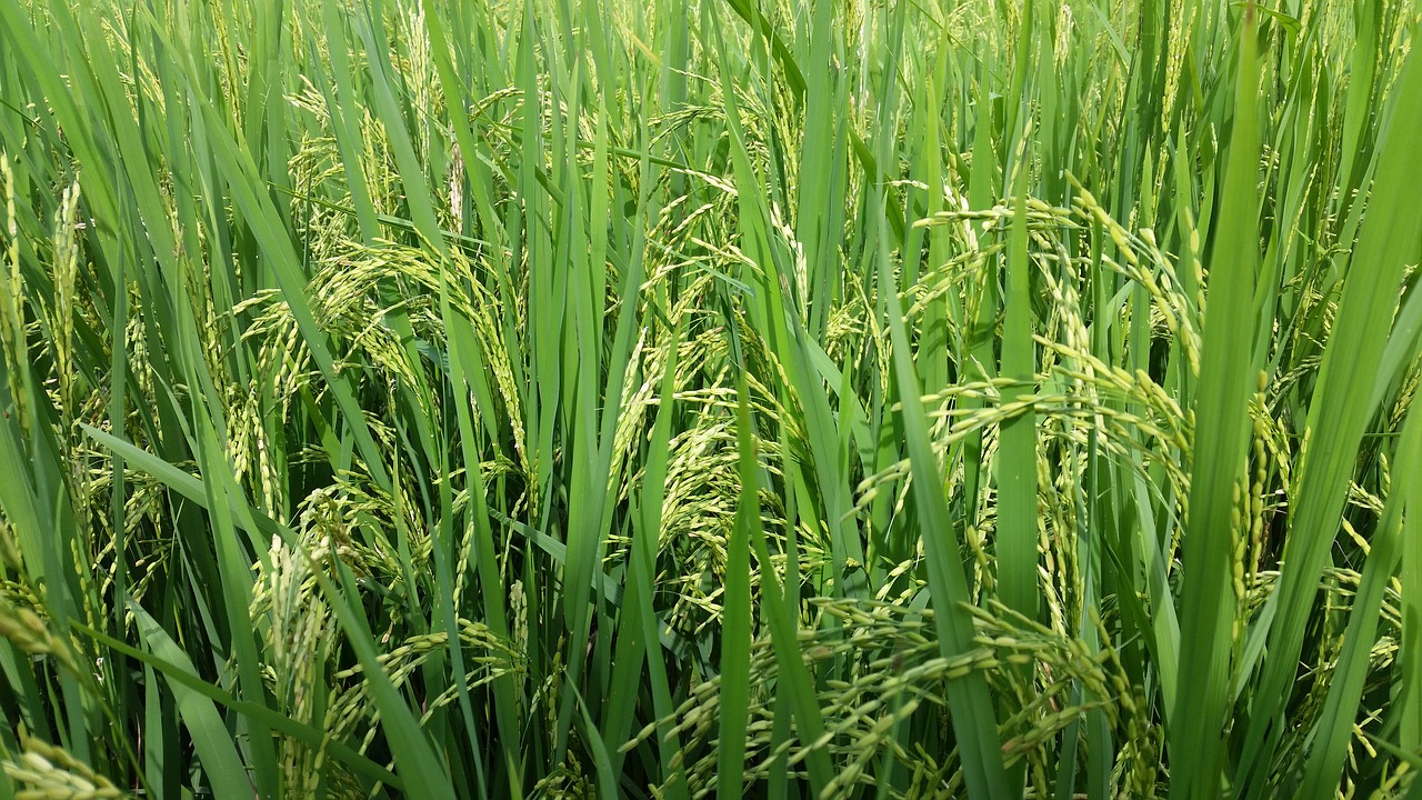 paddy  field  green free photo