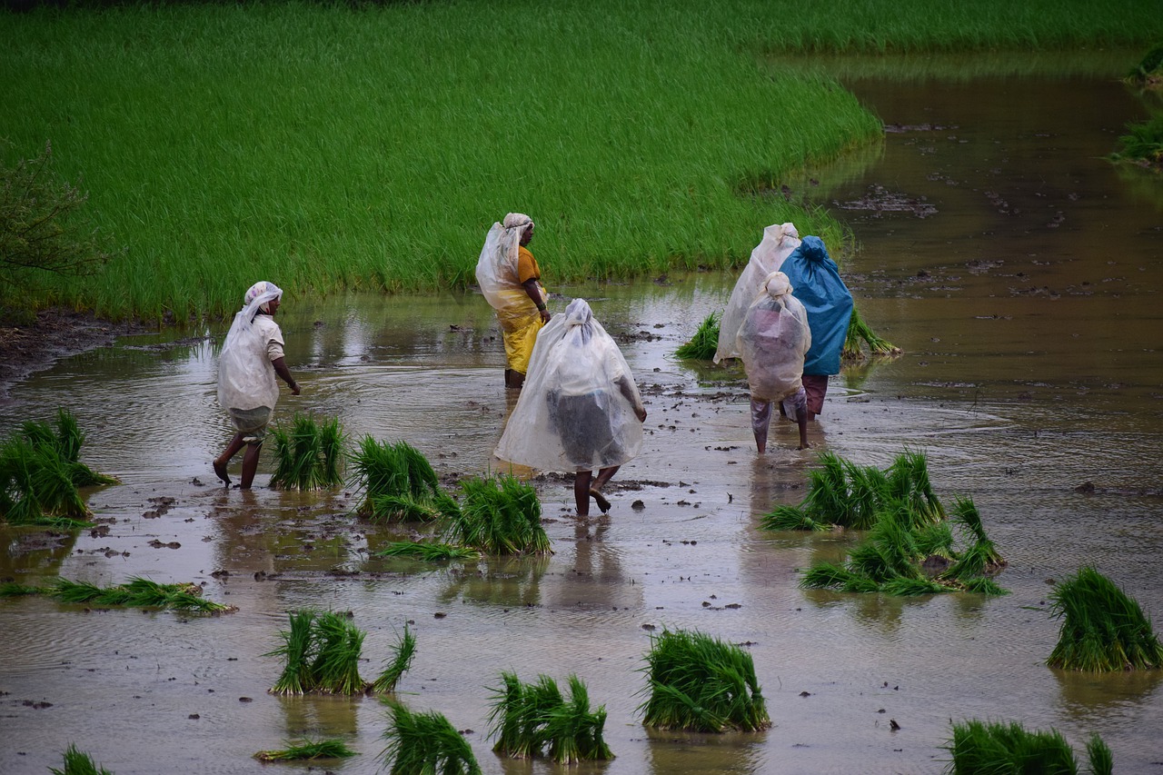 paddy  rice fields  farmers free photo