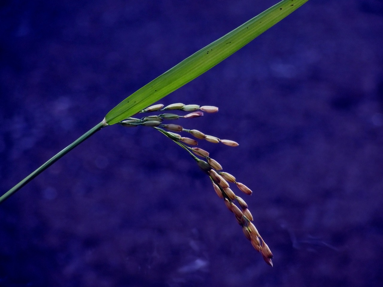 paddy food agriculture free photo