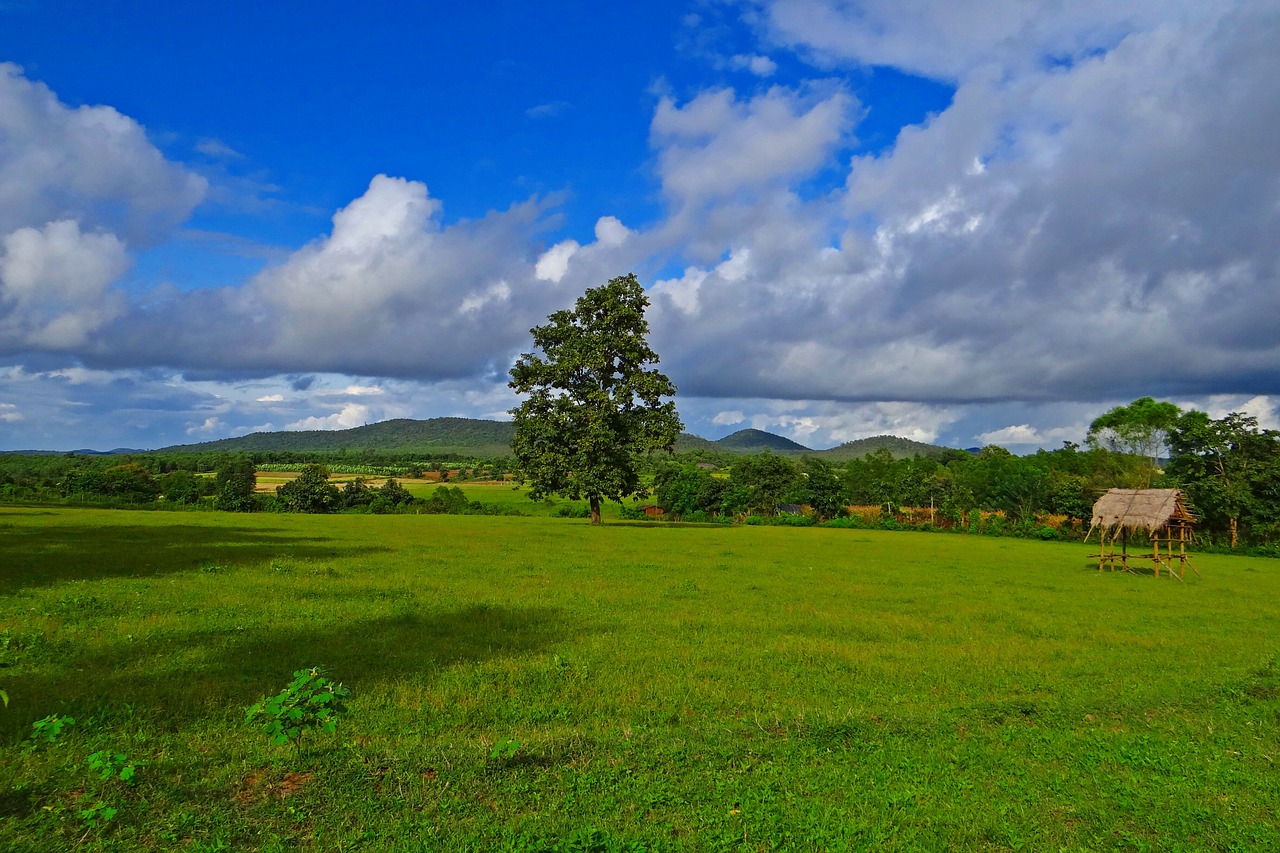paddy cultivation stratocumulus-clouds hubli-sirsi road free photo