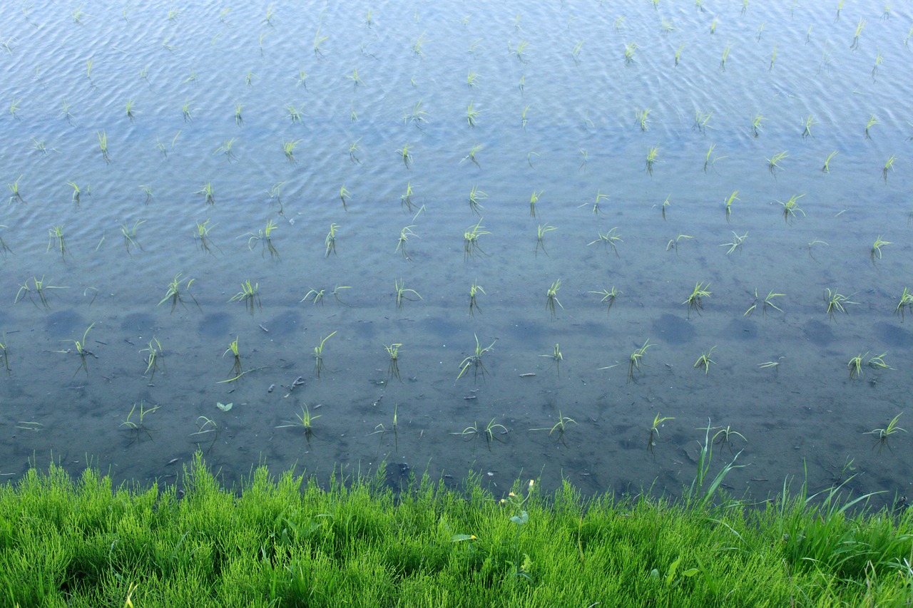 paddy field water spring free photo