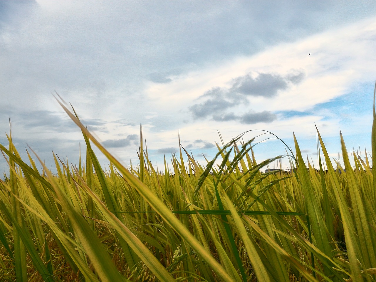 paddy field field sky free photo