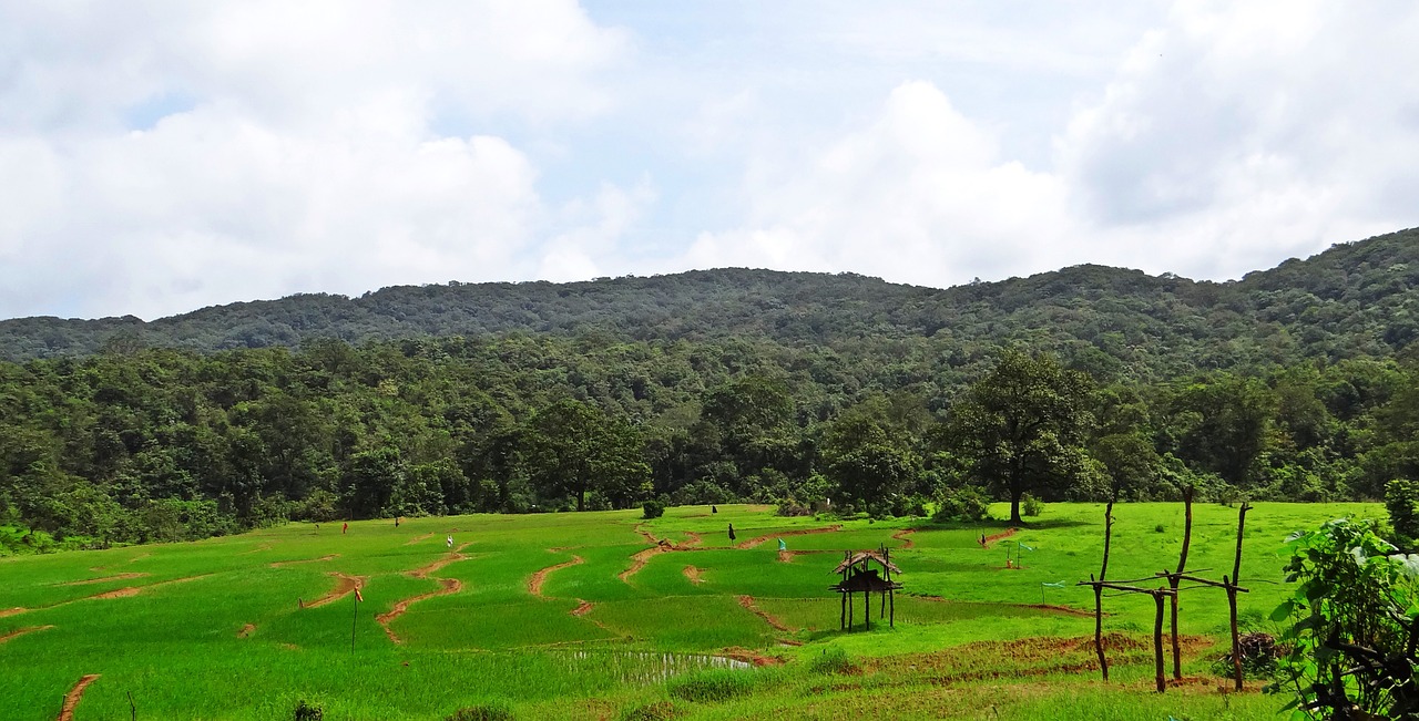 paddy field hills landscape free photo