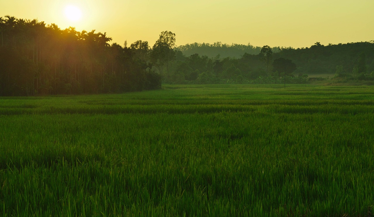 paddy field sunlight sagar free photo