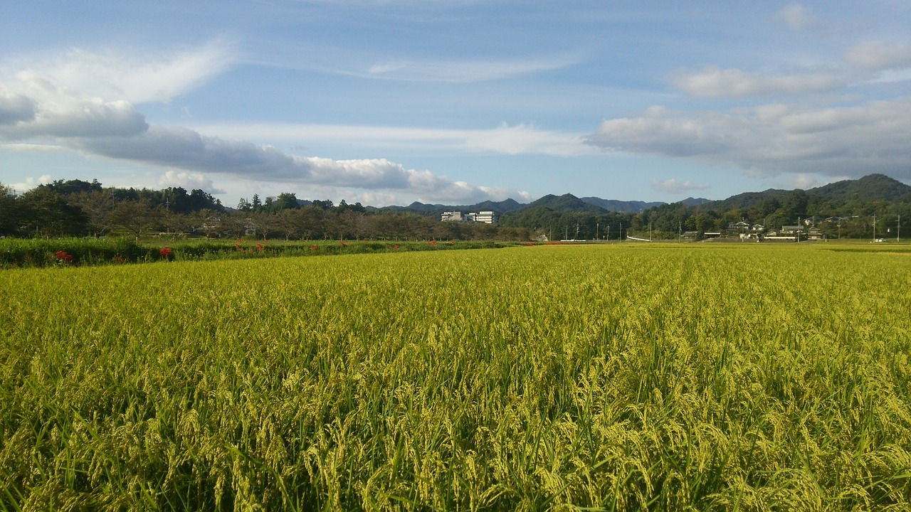 paddy field usd rice free photo